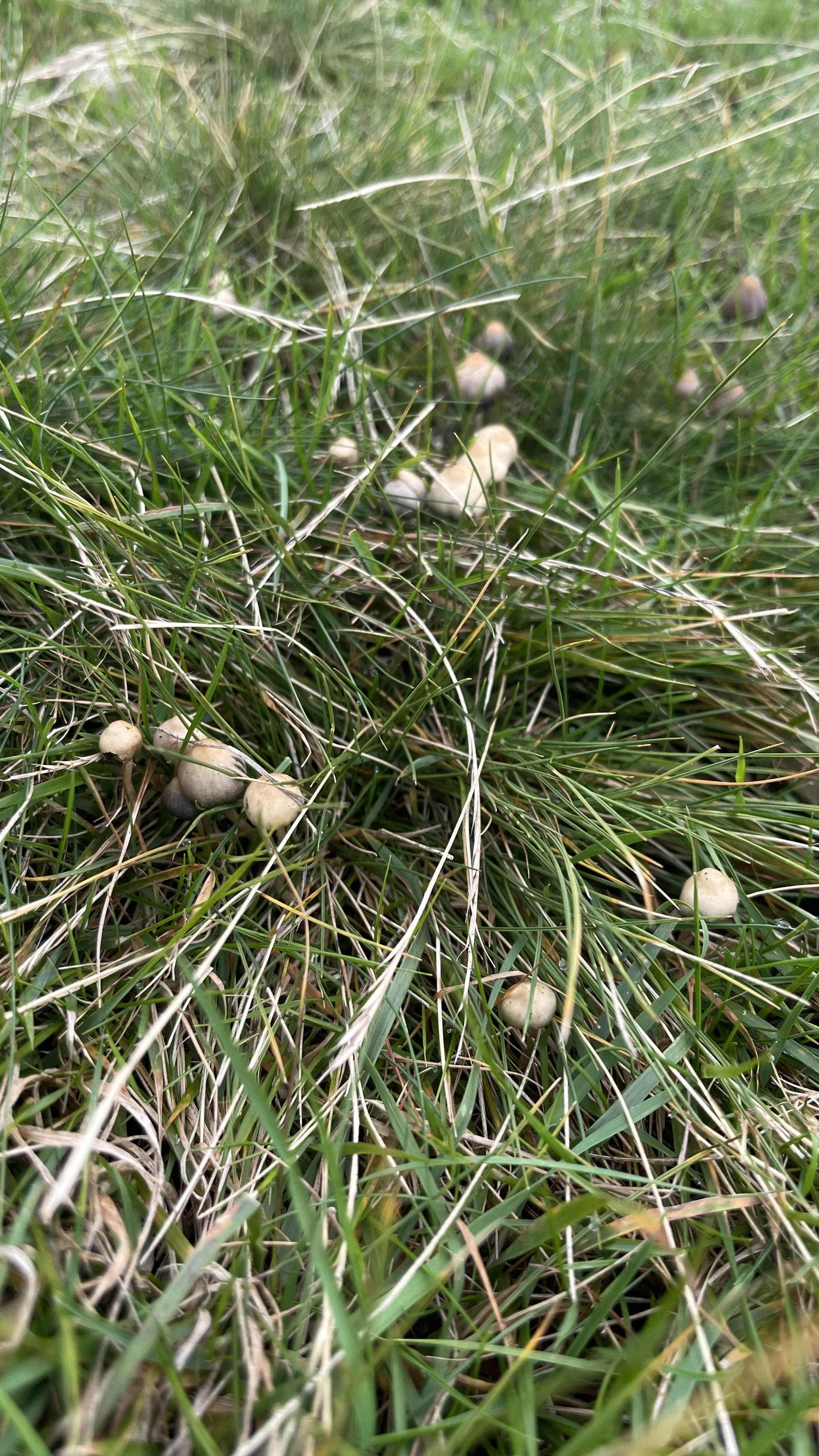 Liberty Cap Magic Mushrooms In The UK