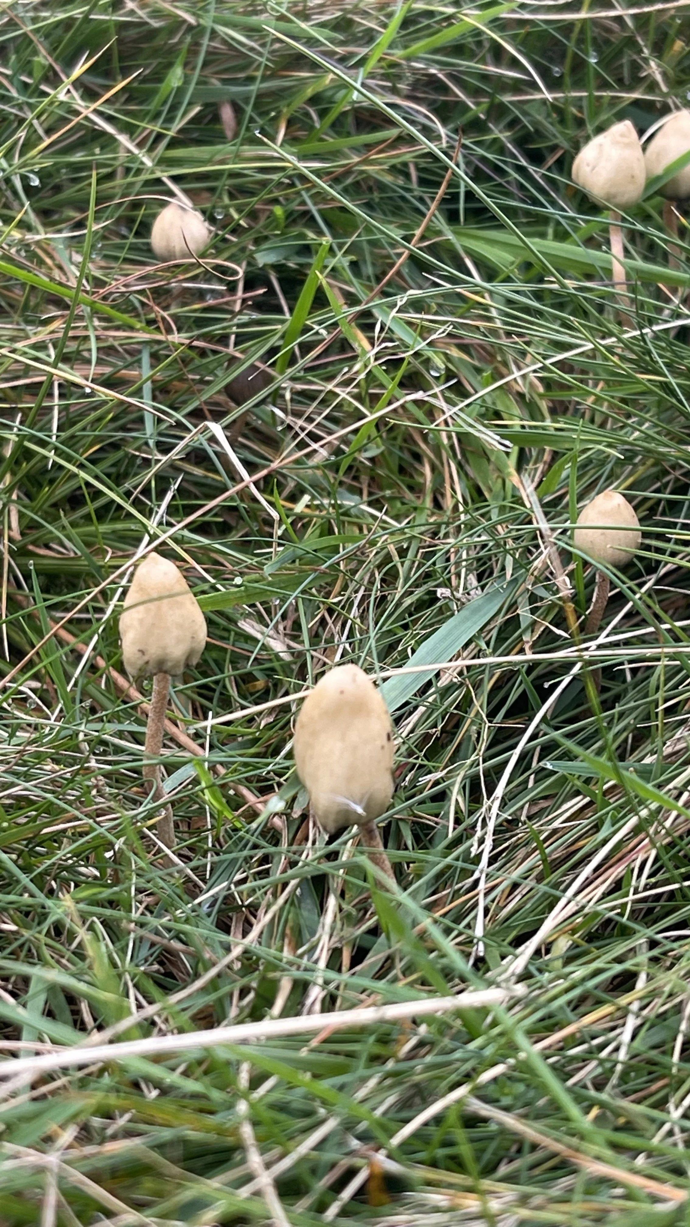 Liberty Cap Magic Mushrooms In The UK