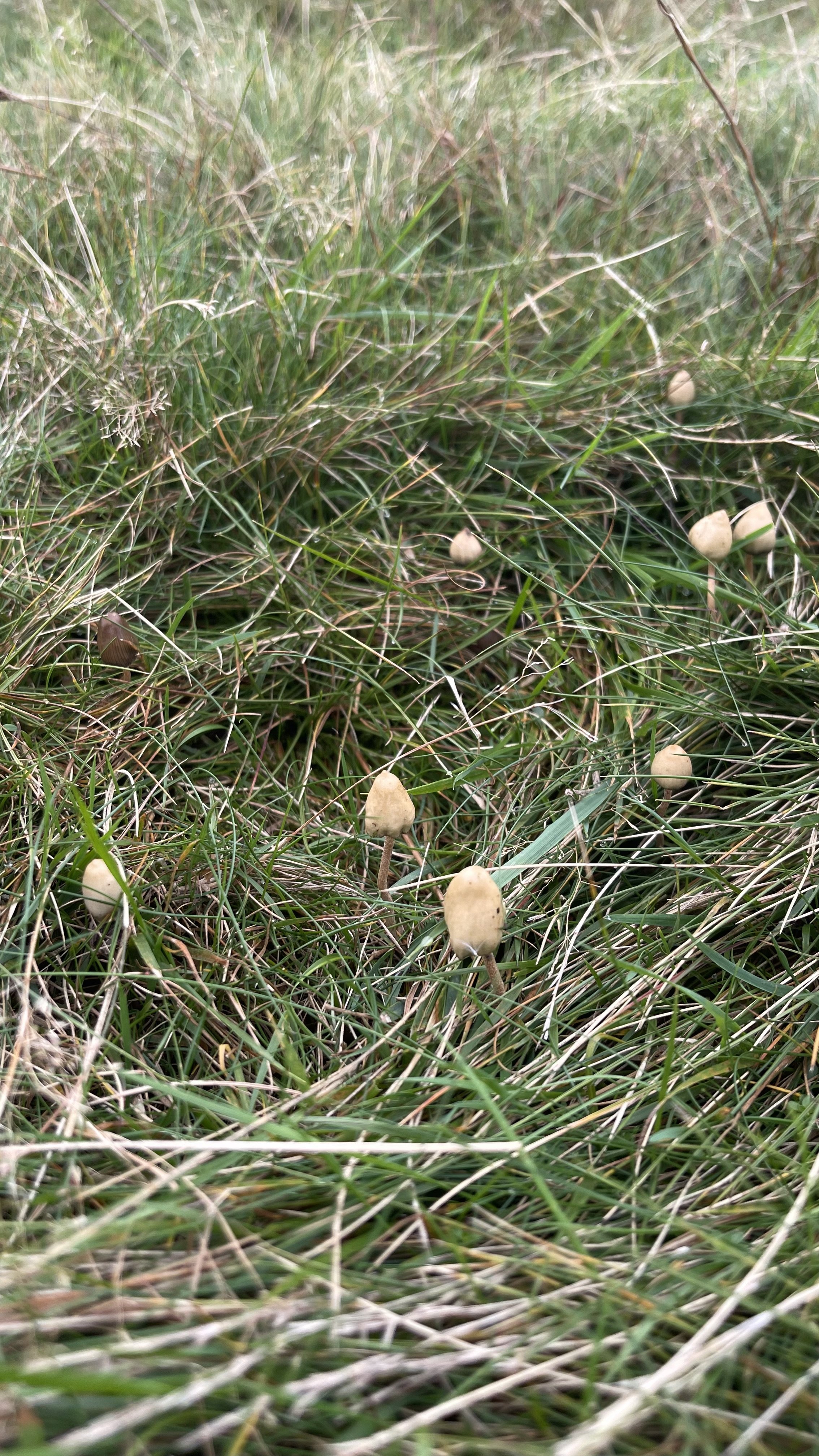 Liberty Cap Magic Mushrooms In The UK