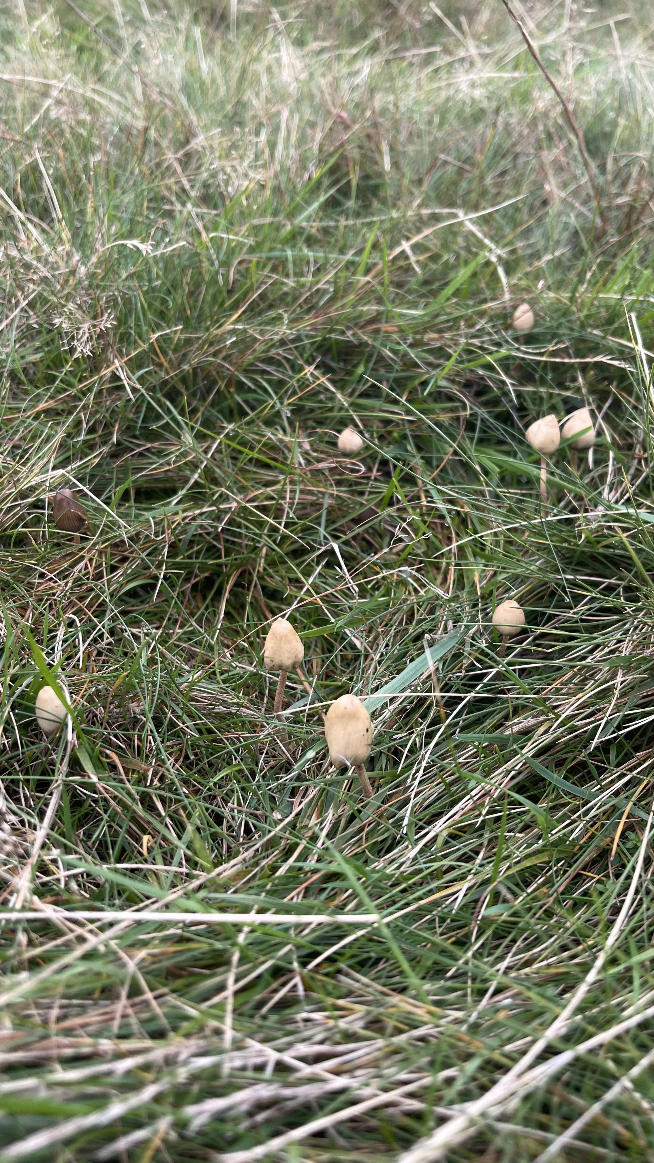 Liberty Cap Magic Mushrooms In The UK