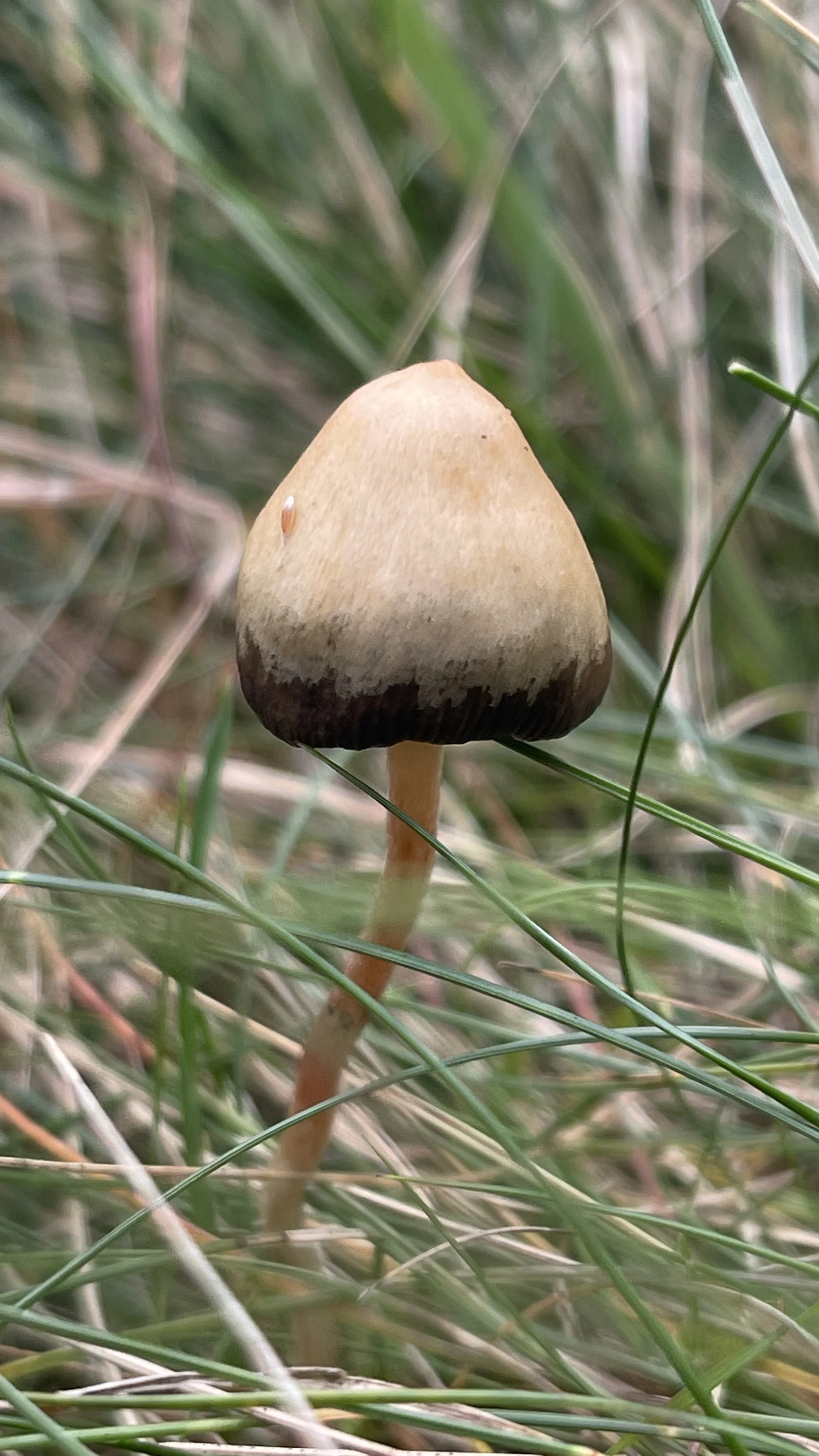 Liberty Cap Magic Mushrooms In The UK
