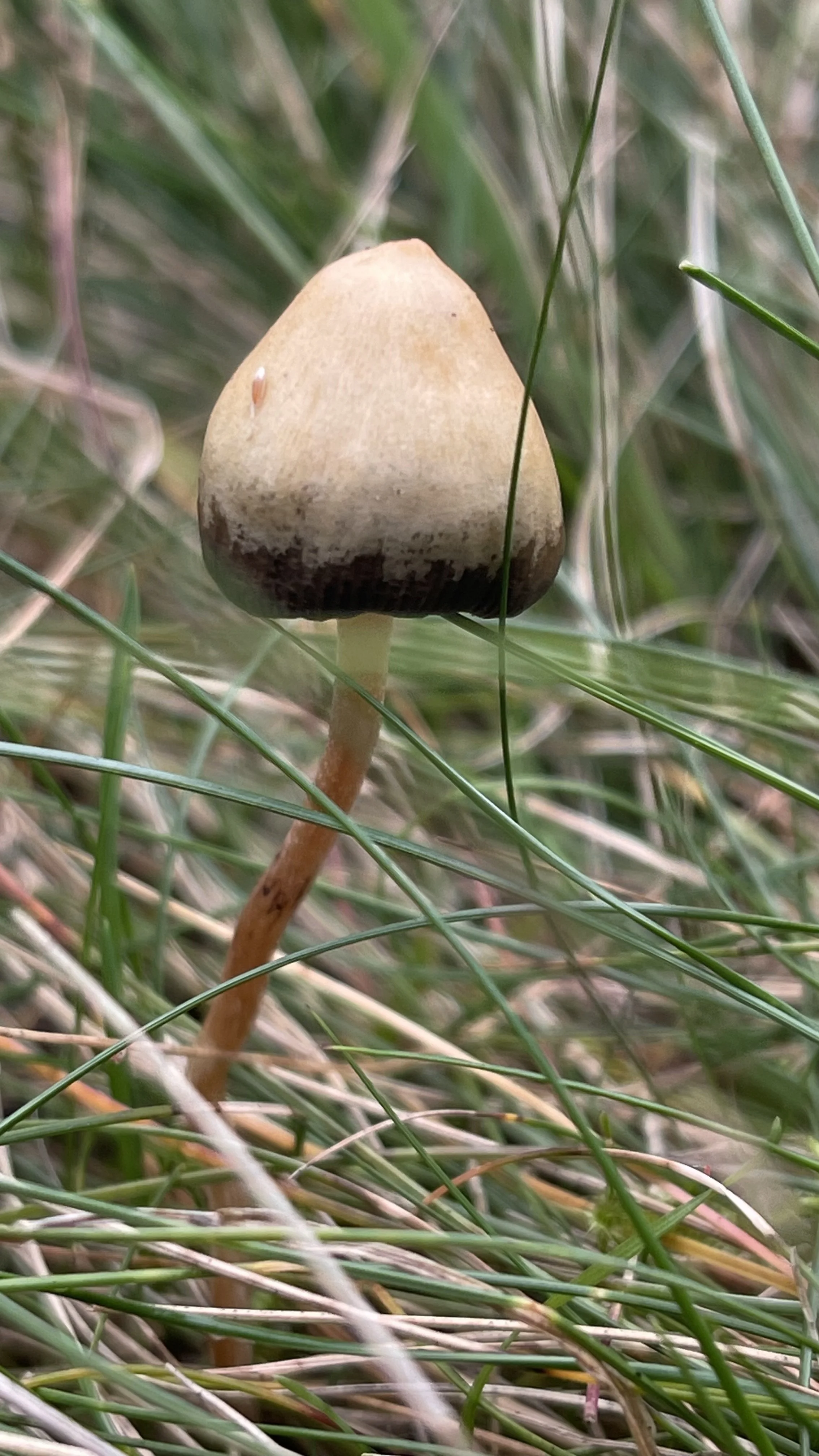 Liberty Cap Magic Mushrooms In The UK