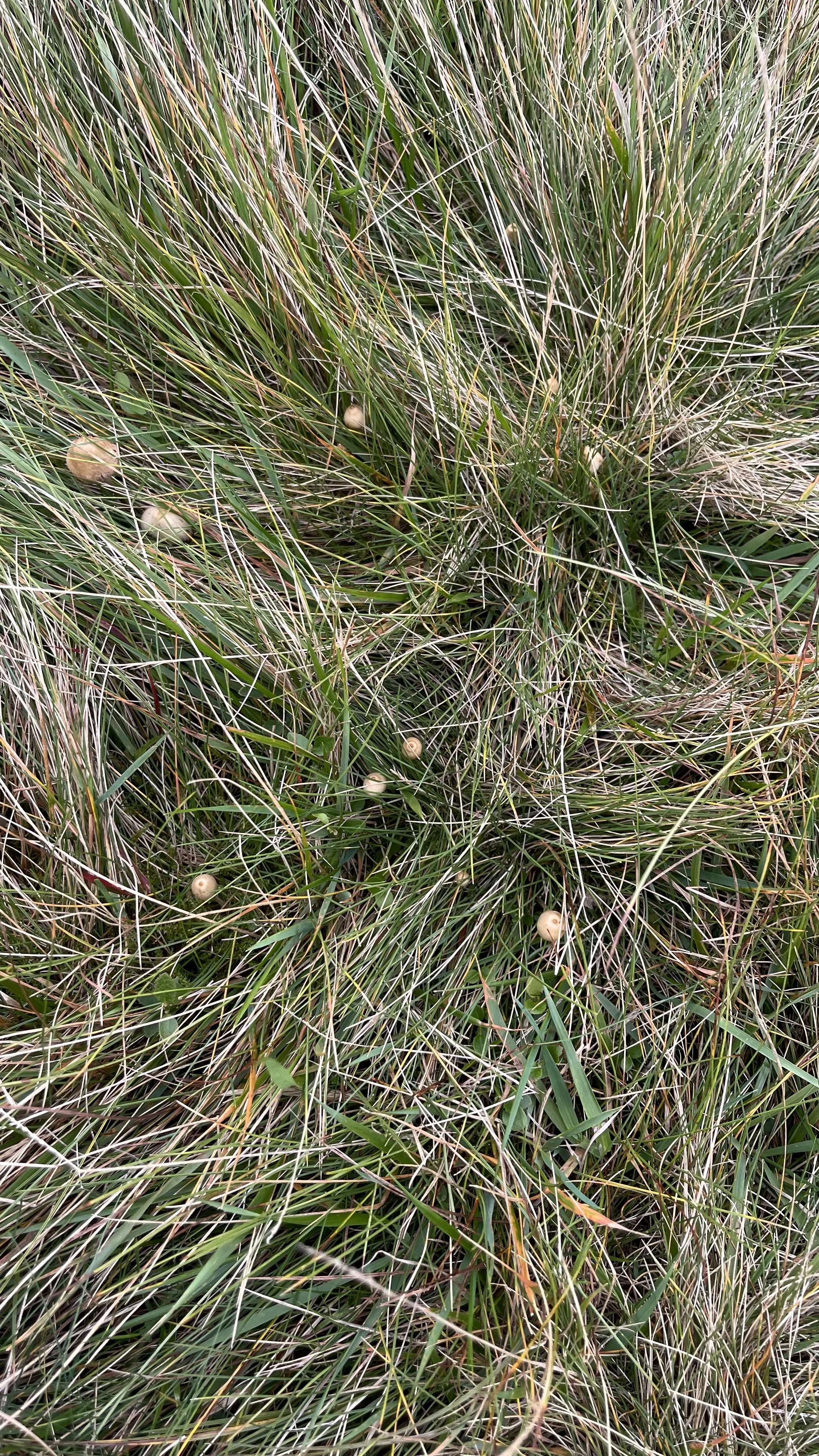 Liberty Cap Magic Mushrooms In The UK
