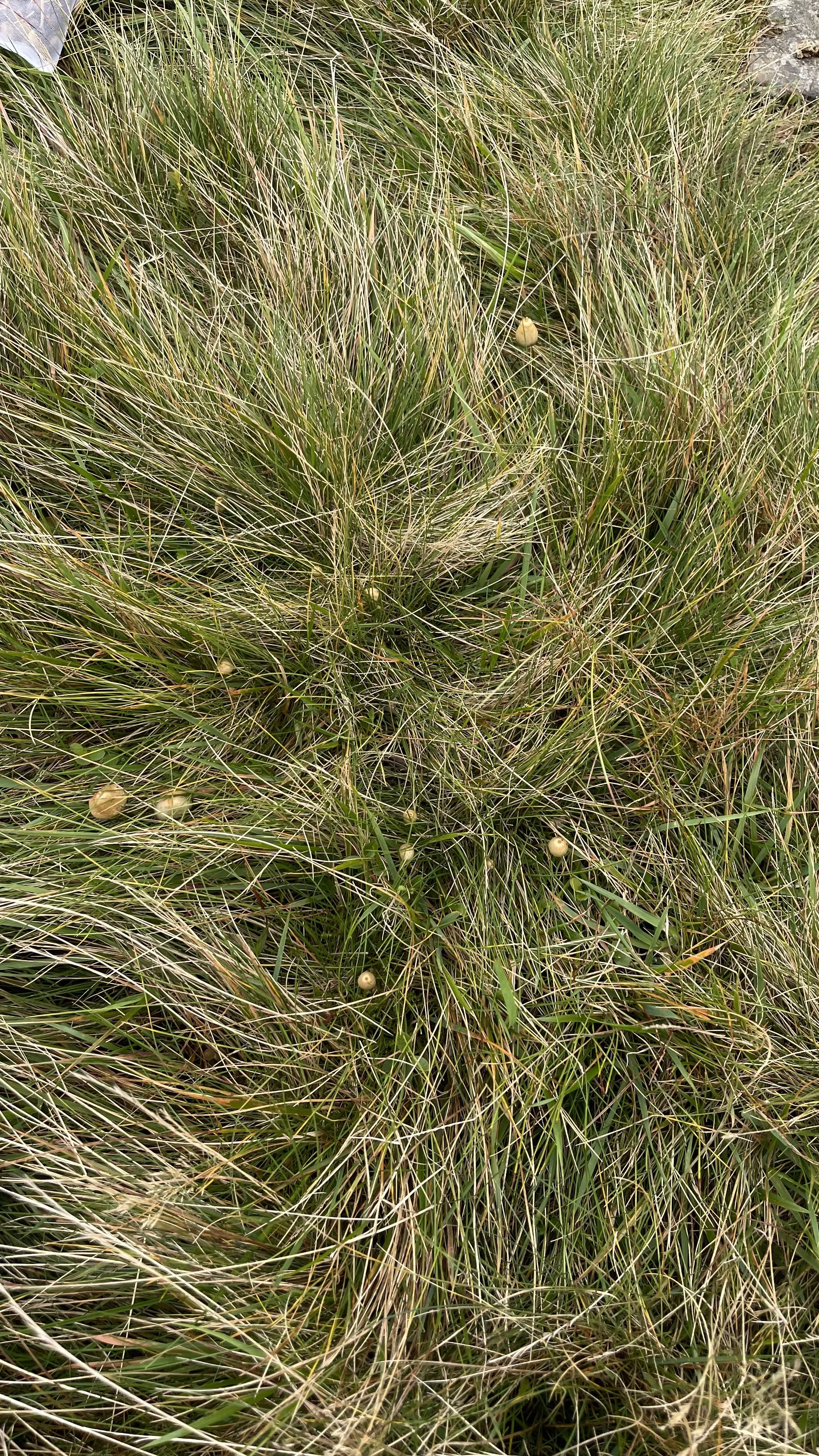Liberty Cap Magic Mushrooms In The UK