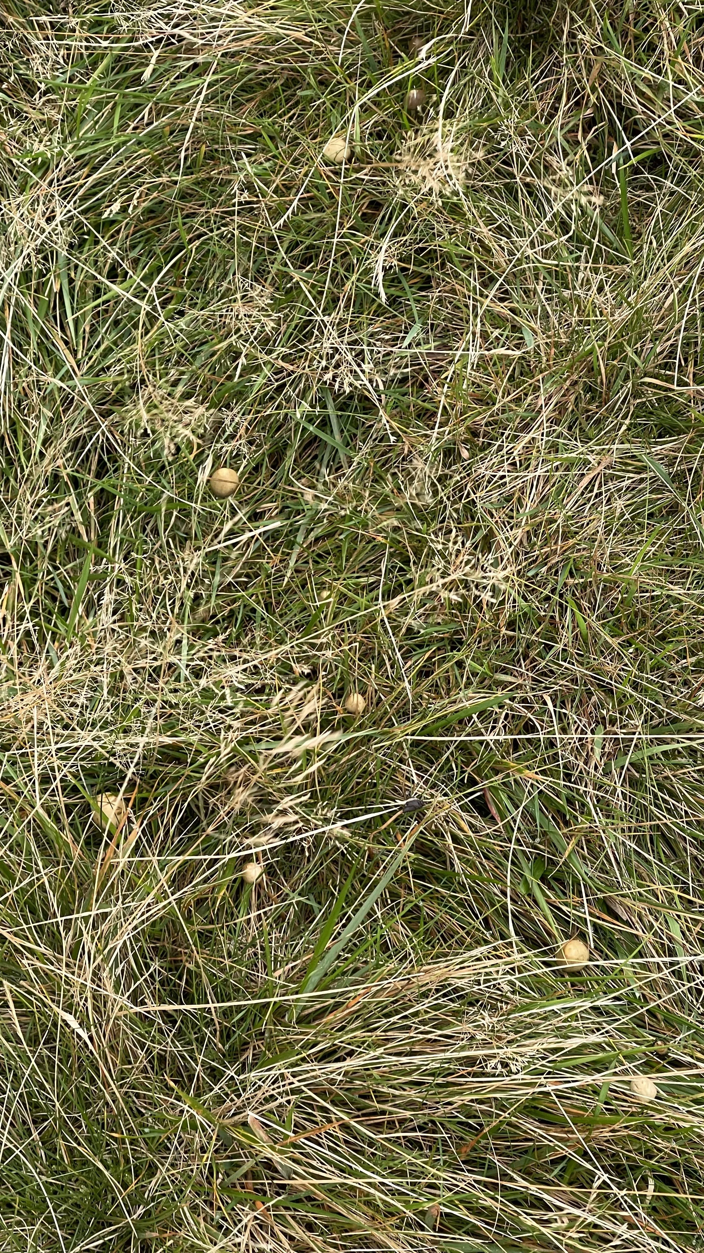 Liberty Cap Magic Mushrooms In The UK