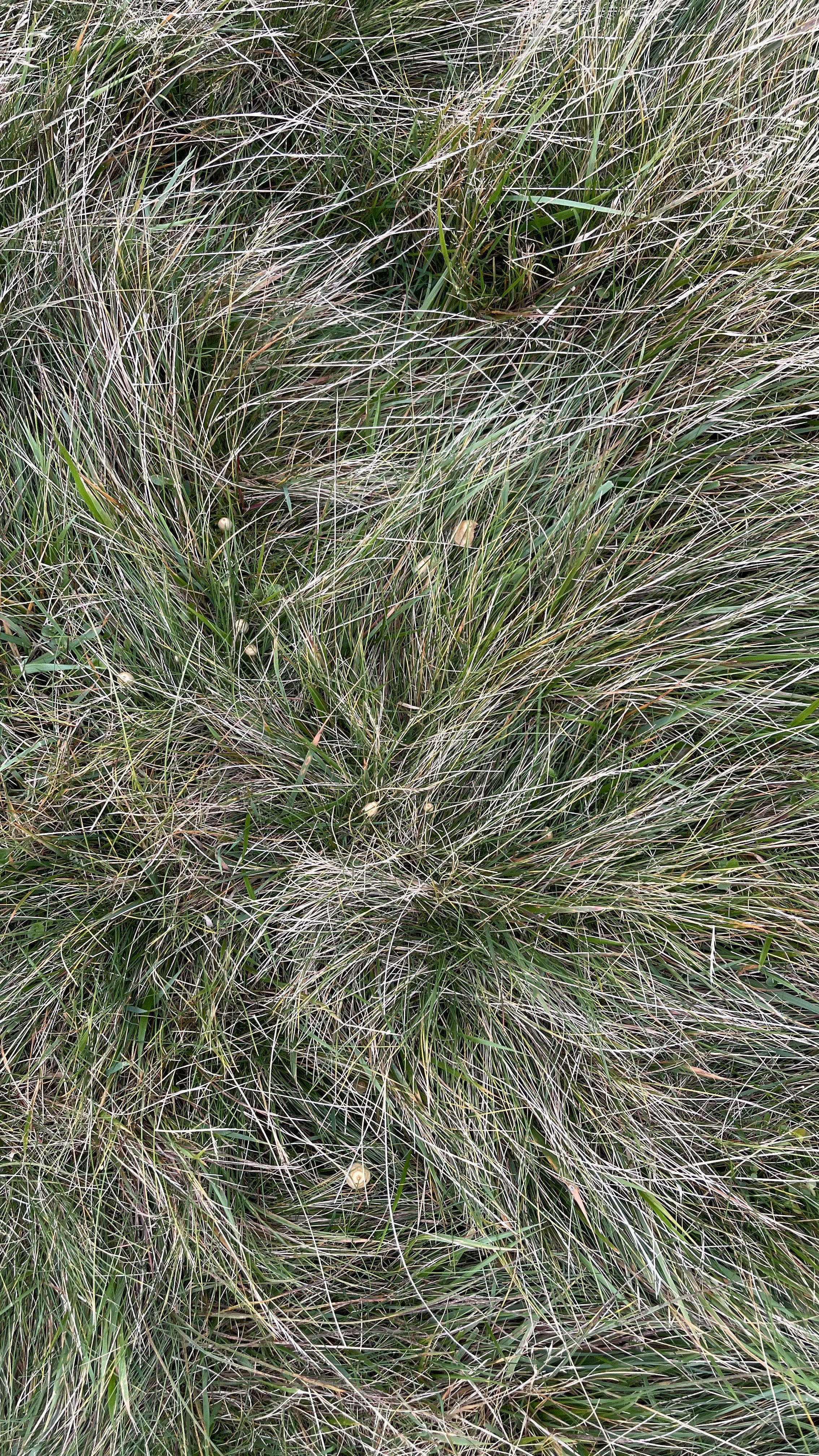 Liberty Cap Magic Mushrooms In The UK