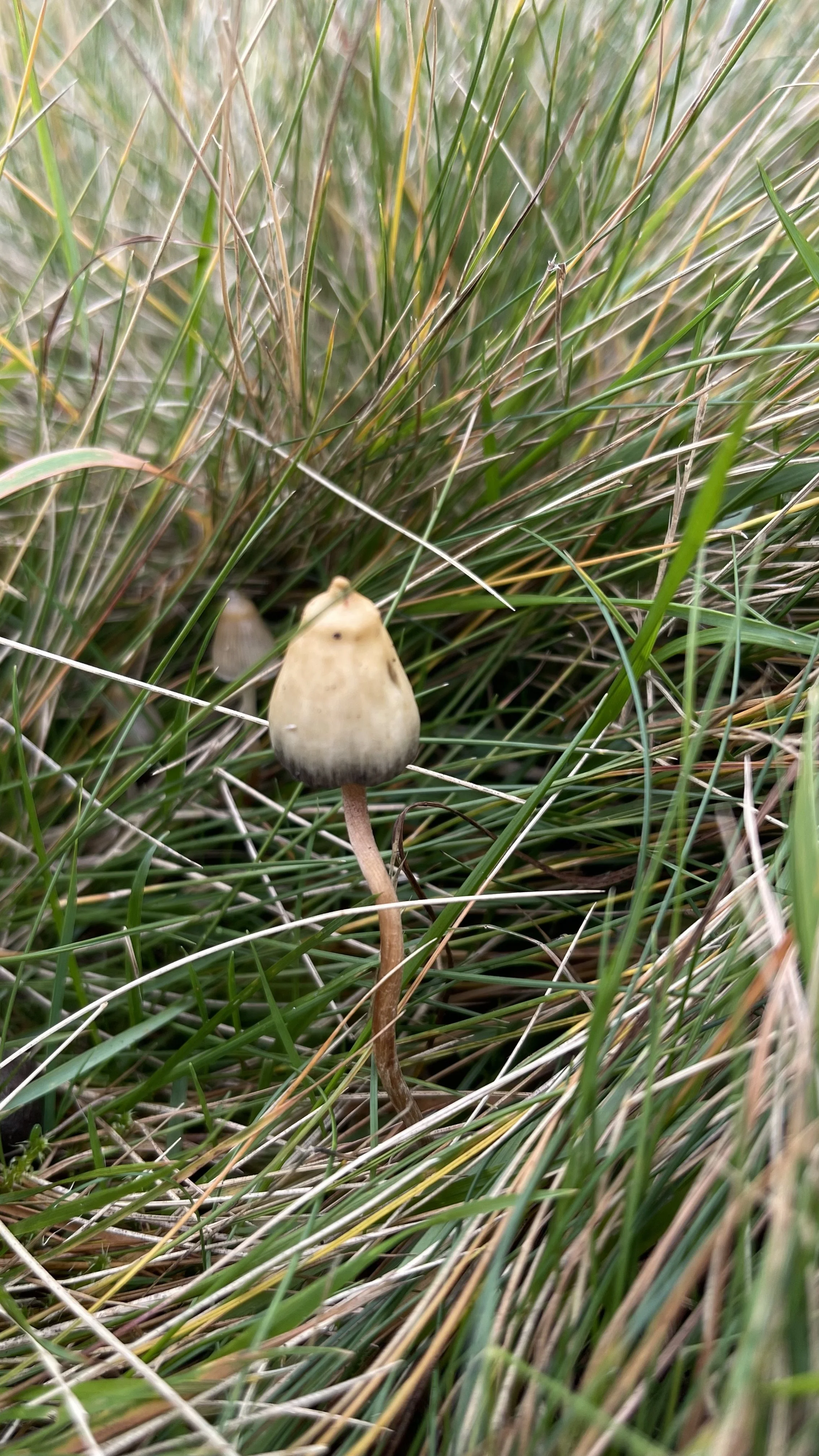 Liberty Cap Magic Mushrooms In The UK