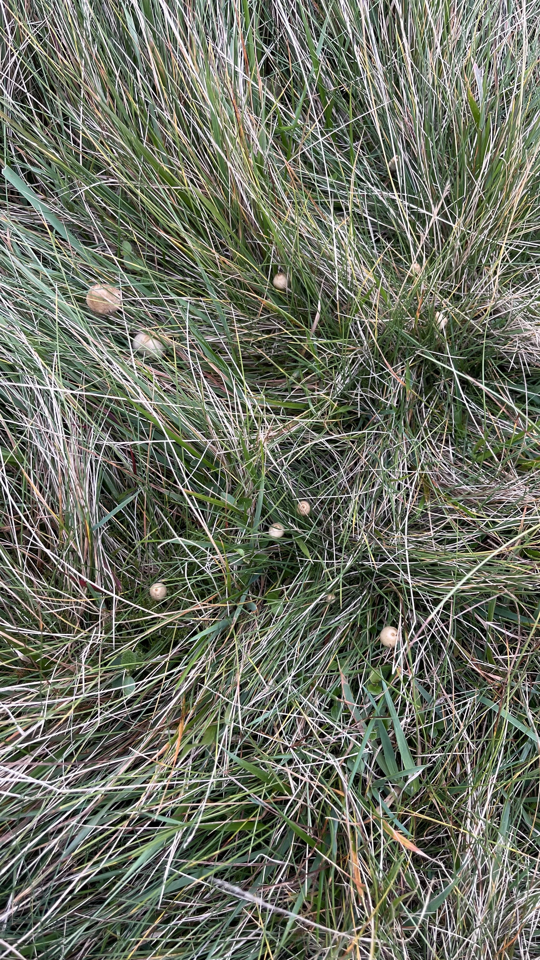 Liberty Cap Magic Mushrooms In The UK