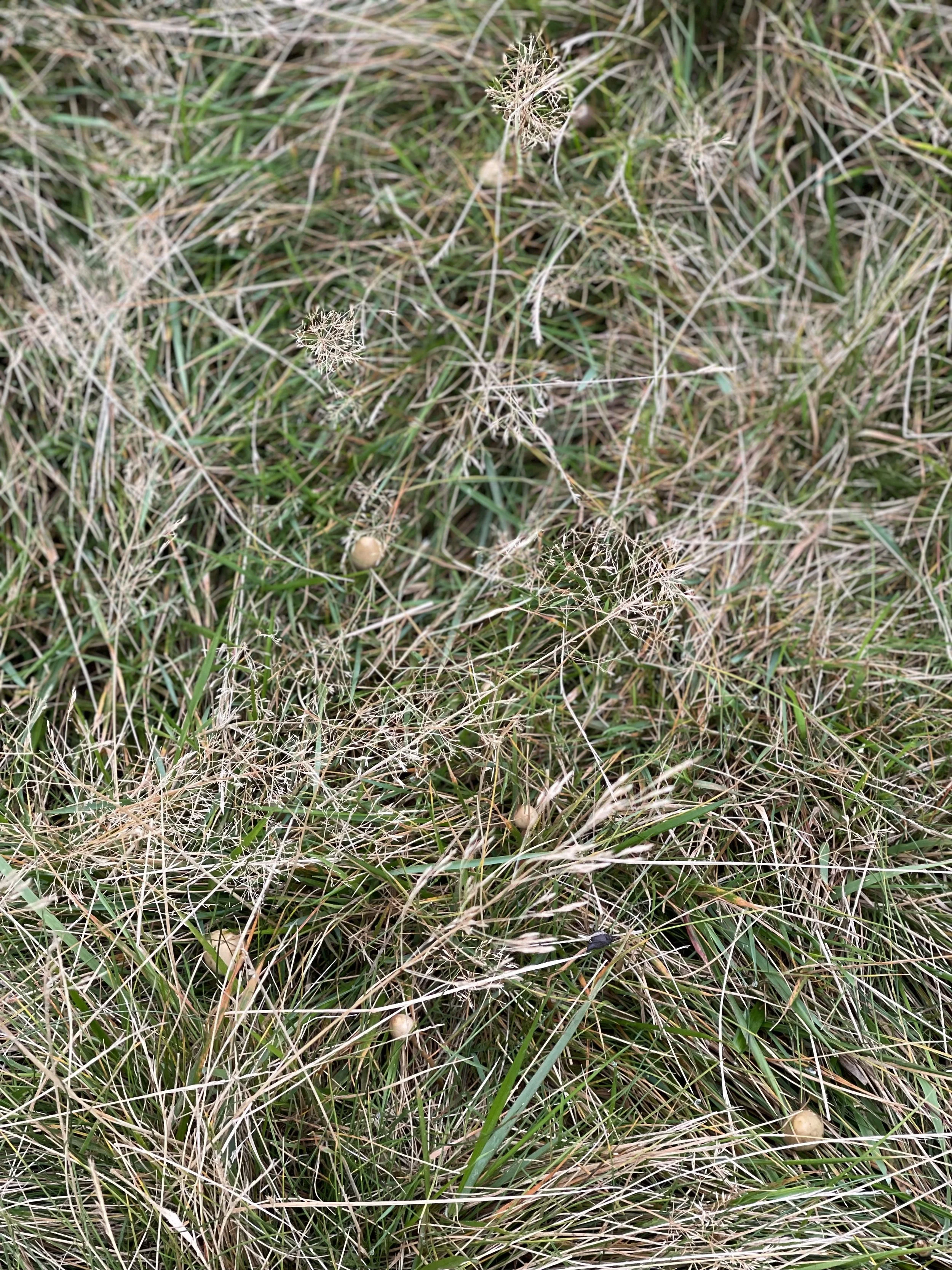 Liberty Cap Magic Mushrooms In The UK