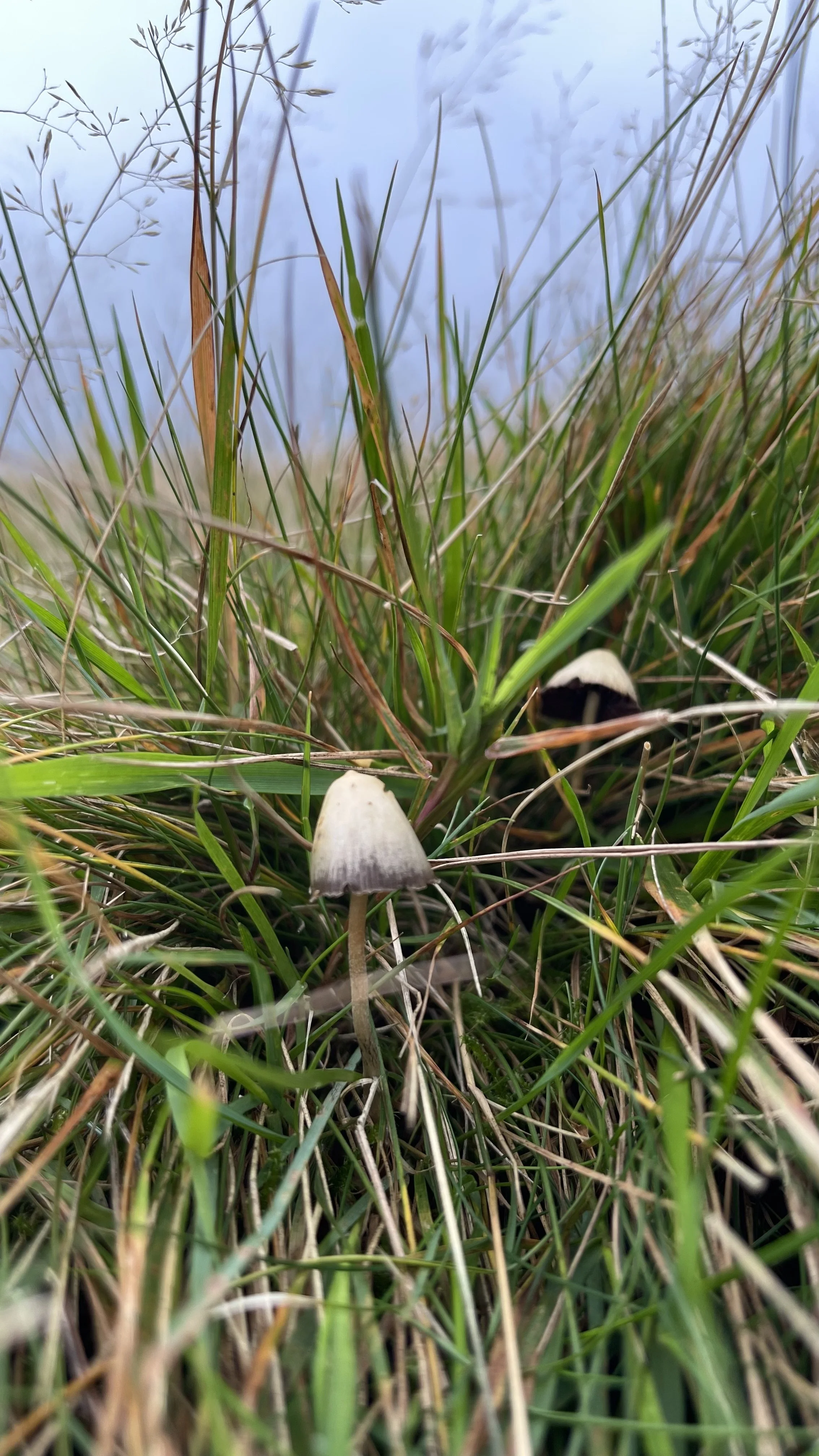 Liberty Cap Magic Mushrooms In The UK
