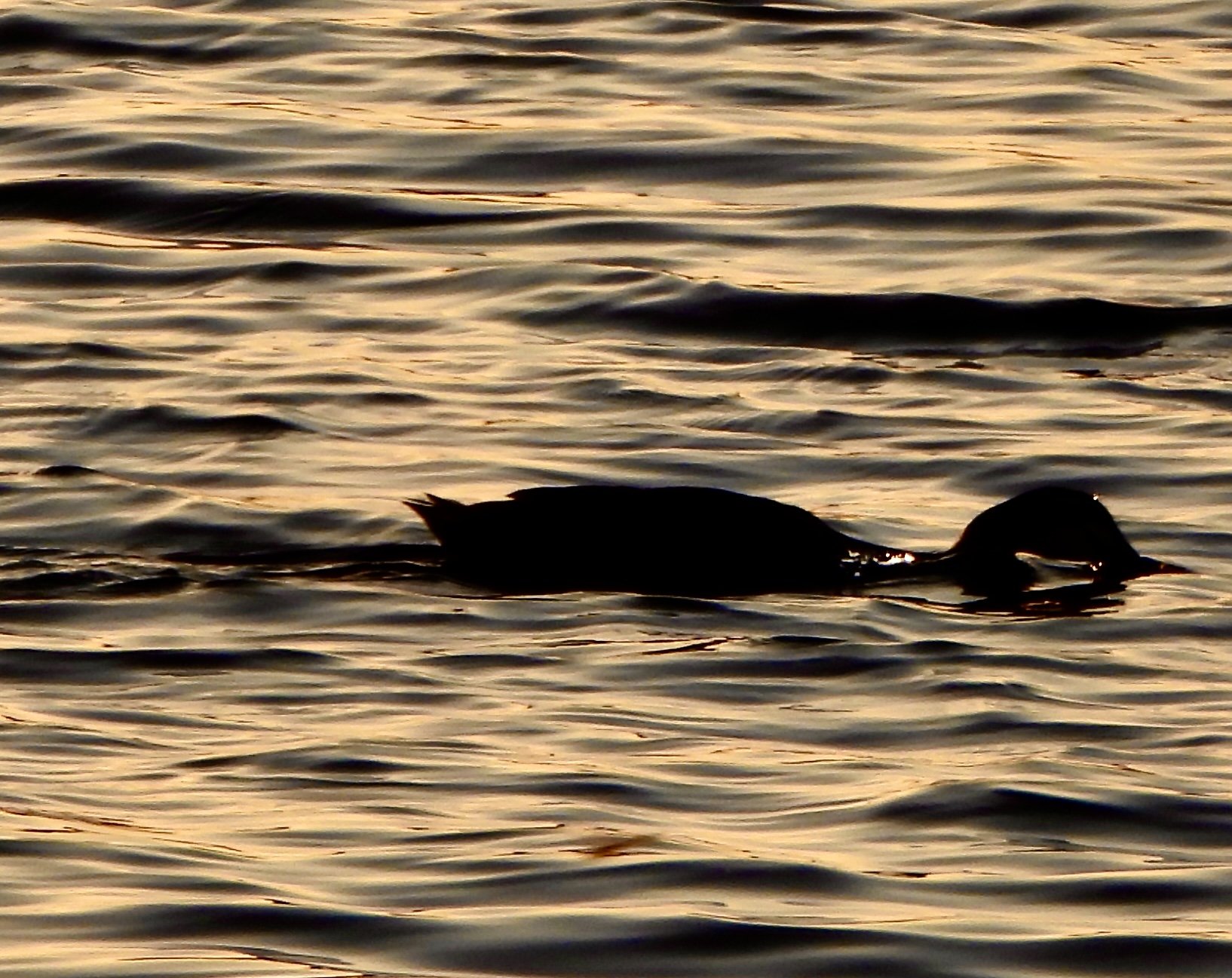 A duck in the water and the water reflecting a golden sunset