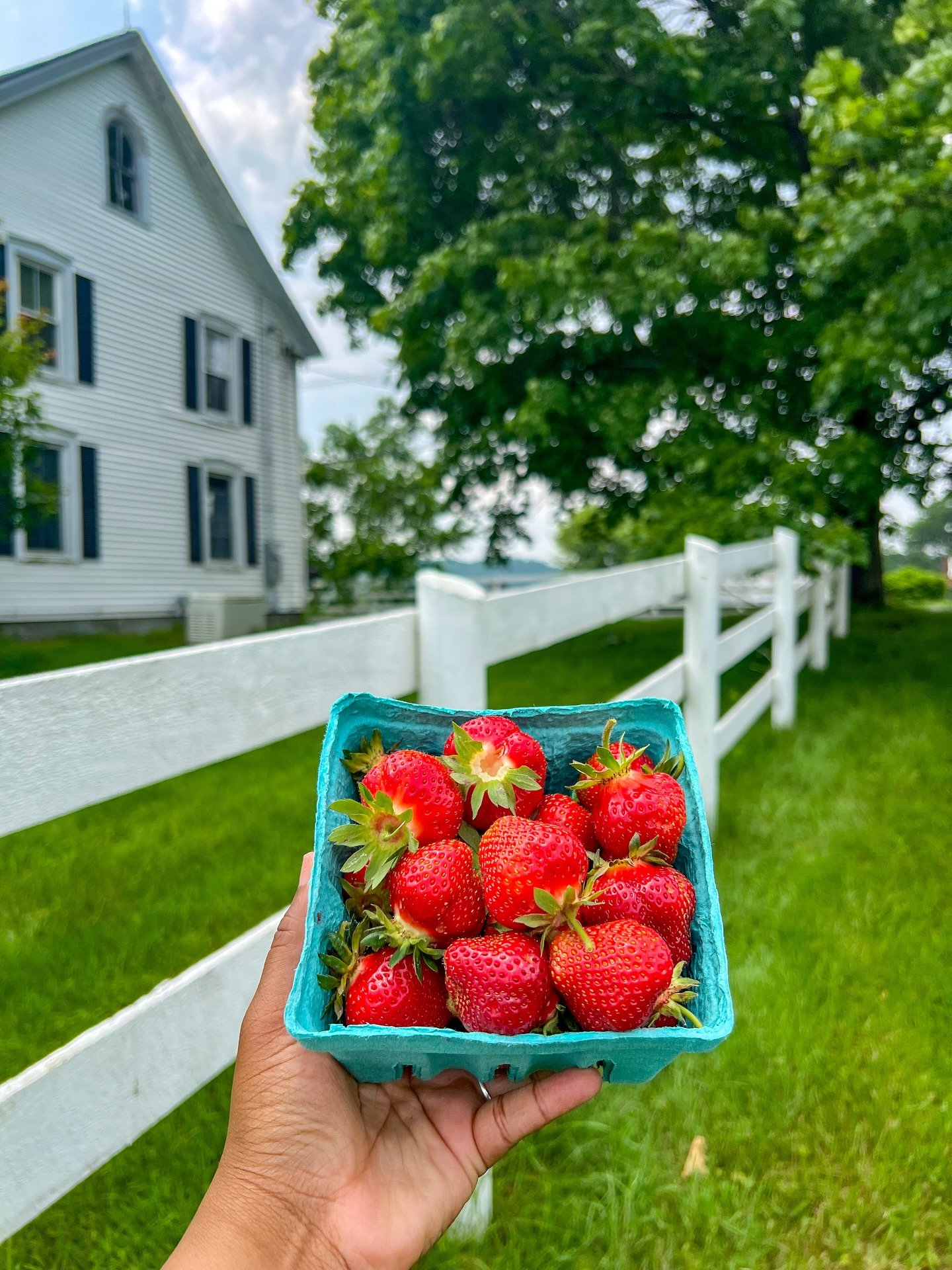 Strawberry szn 🍓☀️🍻🌸

#hollishillsfarm #fitchburgma #fitchburgmass #massachusetts #newengland #strawberryseason #strawberrypicking #pyostrawberries #northcentralma #northcentralmass #visitnorthcentralma #visitma #igmassachusetts #massachusetts_ige