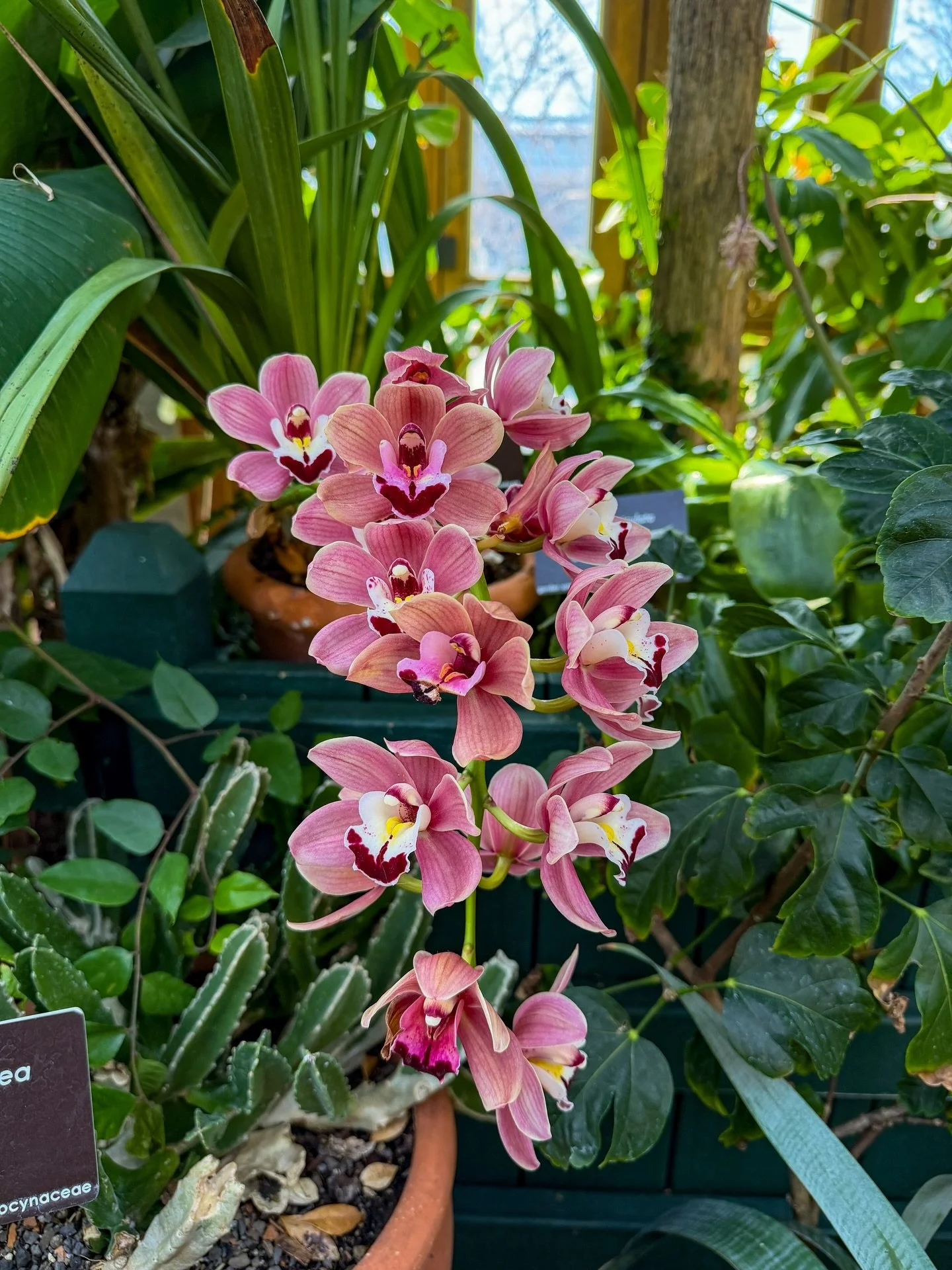 Photos from this year&rsquo;s orchid exhibition at the New England Botanic Garden, Elevated, featuring captivating aerial sculptures by artist Cicely Carew 🌺

I love attending these annual orchid shows because they are a fresh dose of spring as wint