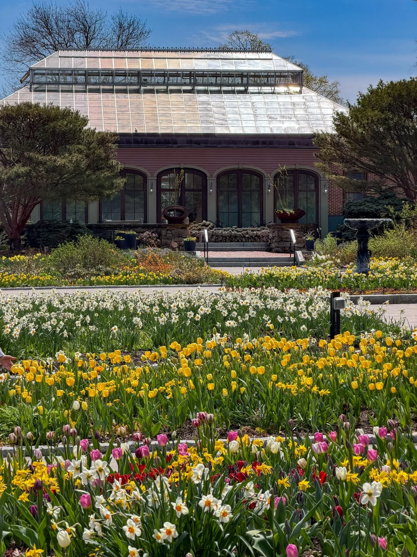 Daffodils &amp; tulips at @newenglandbg 🌼🌷

#newenglandbg #discovercentralma #visitma  #visitnewengland #springinnewengland 

new england botanical garden tower hill, new england botanic garden tower hill ma, new england botanical gardens, daffodil
