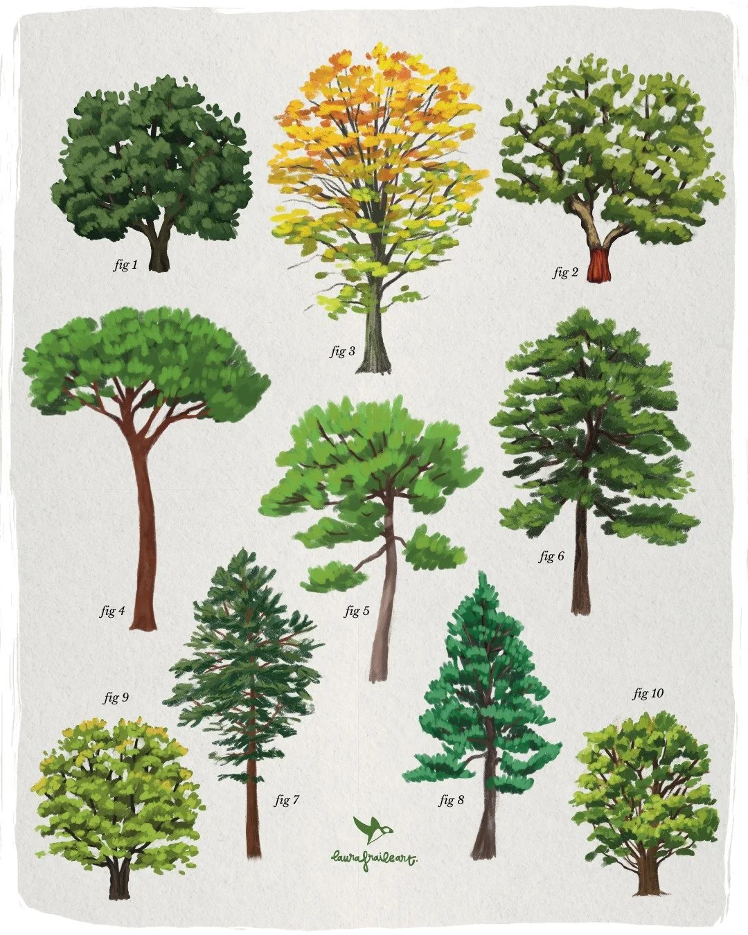 &iquest;Los identific&aacute;is todos? Desliza para ver los nombres de cada especie 🌿 Me apetec&iacute;a publicar las ilustraciones de &aacute;rboles que he estado haciendo este a&ntilde;o. Tambi&eacute;n tengo un mont&oacute;n de hojas dibujadas 👀