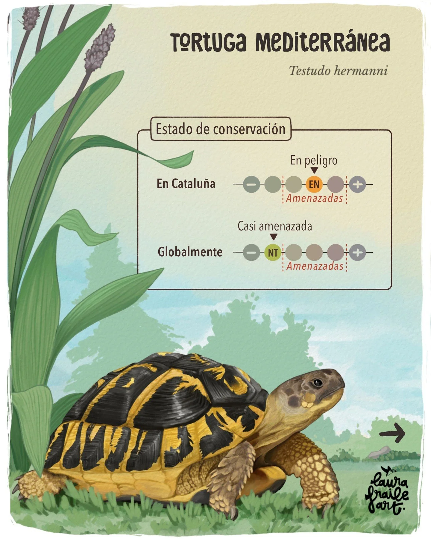 🐢 La tortuga mediterr&aacute;nea es la &uacute;nica tortuga terrestre aut&oacute;ctona de Catalu&ntilde;a&hellip; y est&aacute; amenazada 🚨 

Esta tortuga prospera en h&aacute;bitats muy concretos: espacios abiertos con matorrales, prados y antiguo