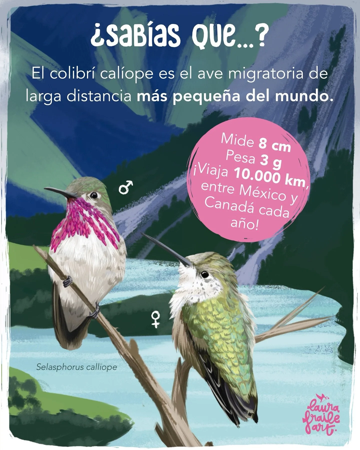 🩷🥹A pesar de su peque&ntilde;o tama&ntilde;o, este valiente p&aacute;jaro que habita las montanas de America del Norte realiza un viaje anual de miles de kil&oacute;metros. 

⛰️Durante la primavera y el verano, las regiones monta&ntilde;osas del no