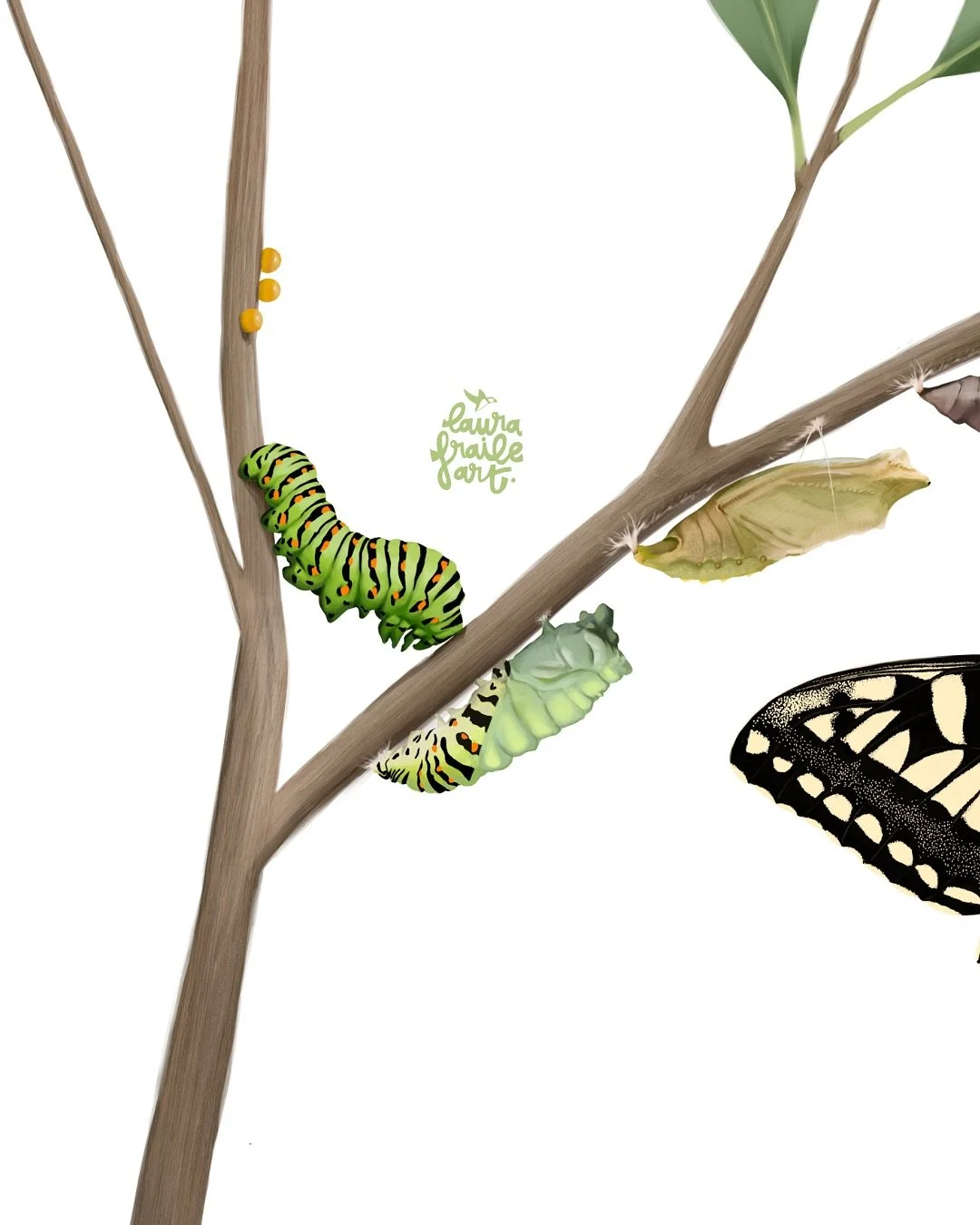 🦋&iquest;Alguna vez te has preguntado c&oacute;mo pueden las delicadas alas de una mariposa crecer tan enroscadas sobre s&iacute; mismas dentro de una diminuta cris&aacute;lida? 🐛Es impresionante ver c&oacute;mo, al salir del capullo, las alas tard