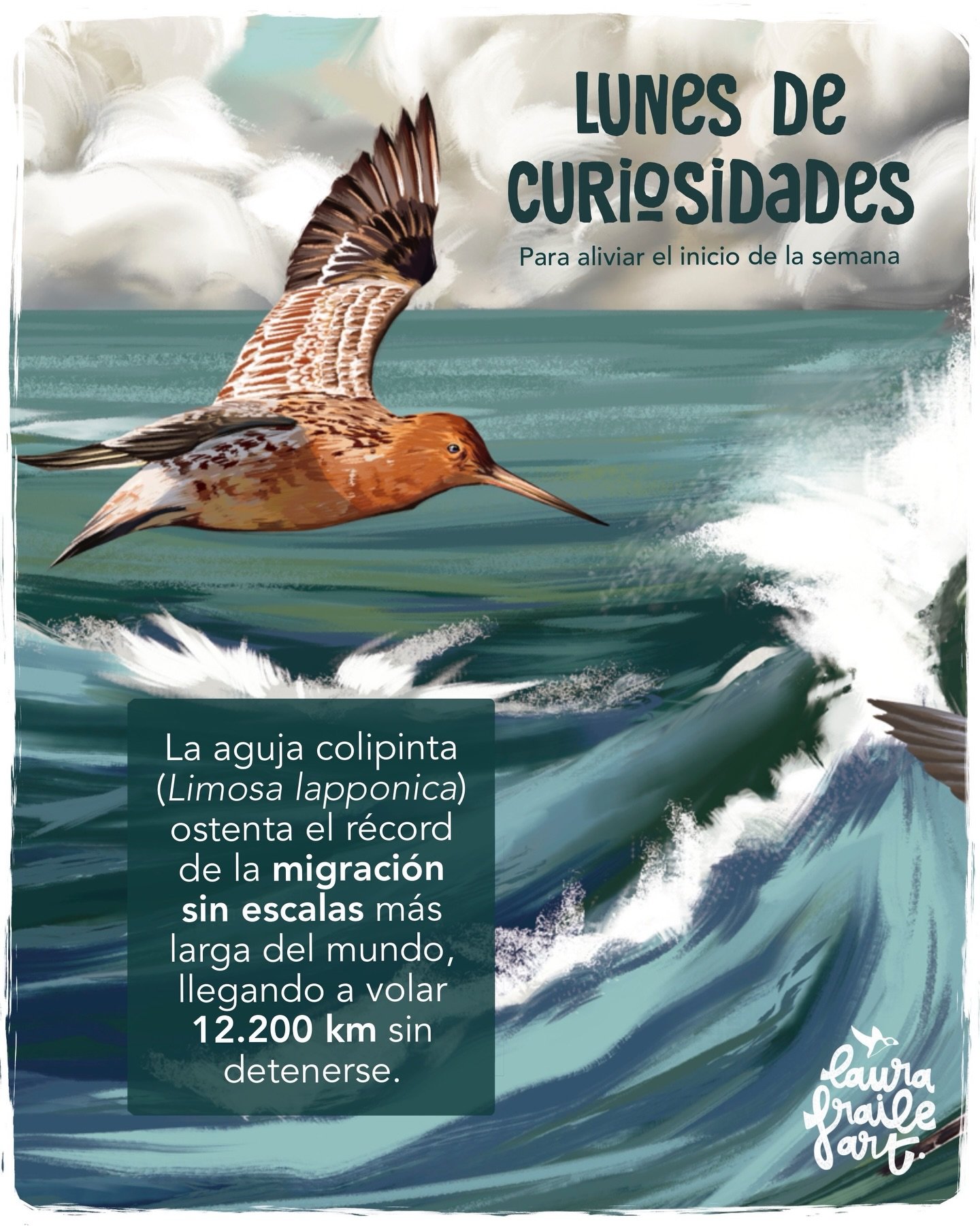 🌊Algunas poblaciones de aguja colipinta realizan vuelos transoce&aacute;nicos incre&iacute;bles sin hacer ni una sola parada para comer, dormir ni descansar 🤯 Esta es una de mis p&aacute;ginas favoritas de mi libro Nacidos para viajar, con uno de l