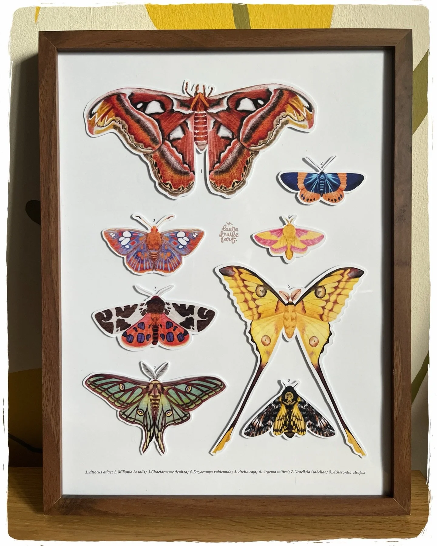 ✨Mariposas nocturnas✨ esta es la primera l&aacute;mina &ldquo;3D&rdquo; que hago, inspirada en las colecciones entomol&oacute;gicas de museo 🦋 un peque&ntilde;o expositor de insectos del mundo pero sin tener que recolectarlos ni da&ntilde;ar a las e