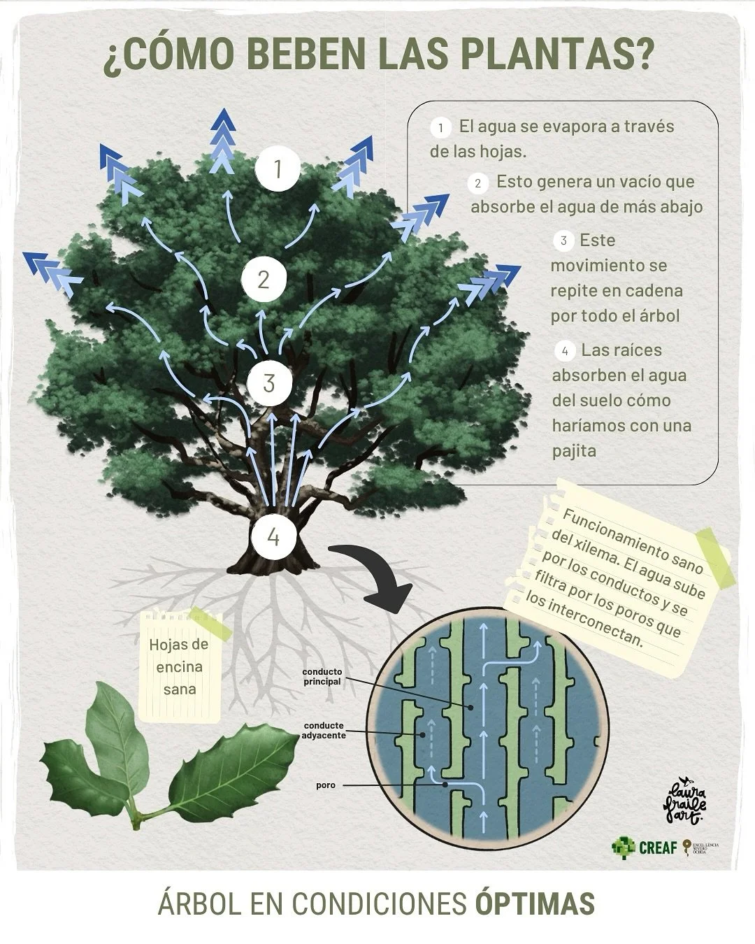 🌳💧&iquest;Sab&iacute;as que los &aacute;rboles tambi&eacute;n pueden sufrir embolias?
Cuando una sequ&iacute;a severa se prolonga, el sistema de transporte de agua de las plantas puede bloquearse con burbujas de aire. A este fen&oacute;meno se le l