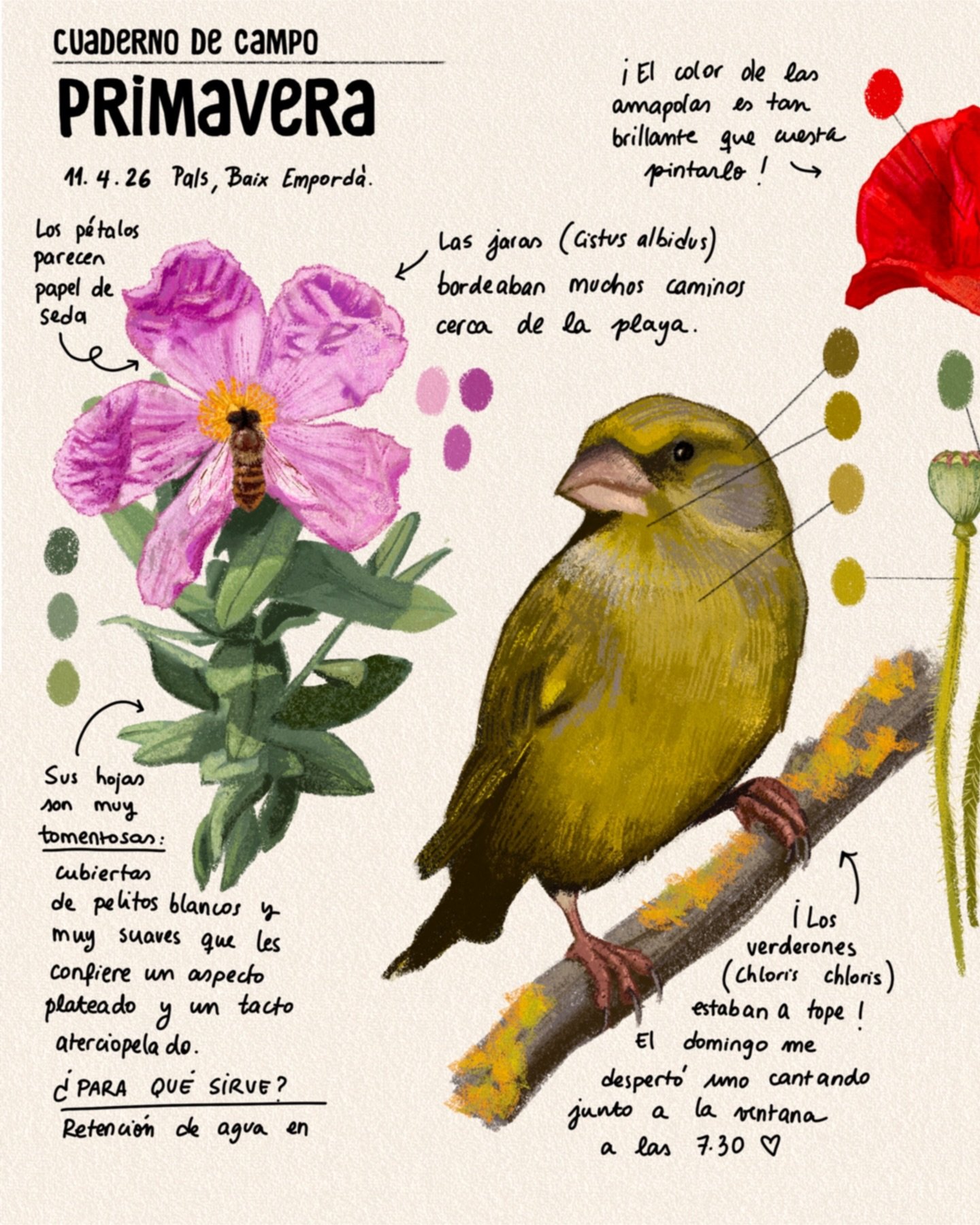 🏞️📖 &iexcl;Notas de campo! Un peque&ntilde;o resumen de un fin de semana fuera de la ciudad. 
❤️&zwj;🩹 Pocas cosas me regeneran m&aacute;s que salir en primavera a ver las jaras blancas, las amapolas, los asphodelus, els amargots, las margaritas y