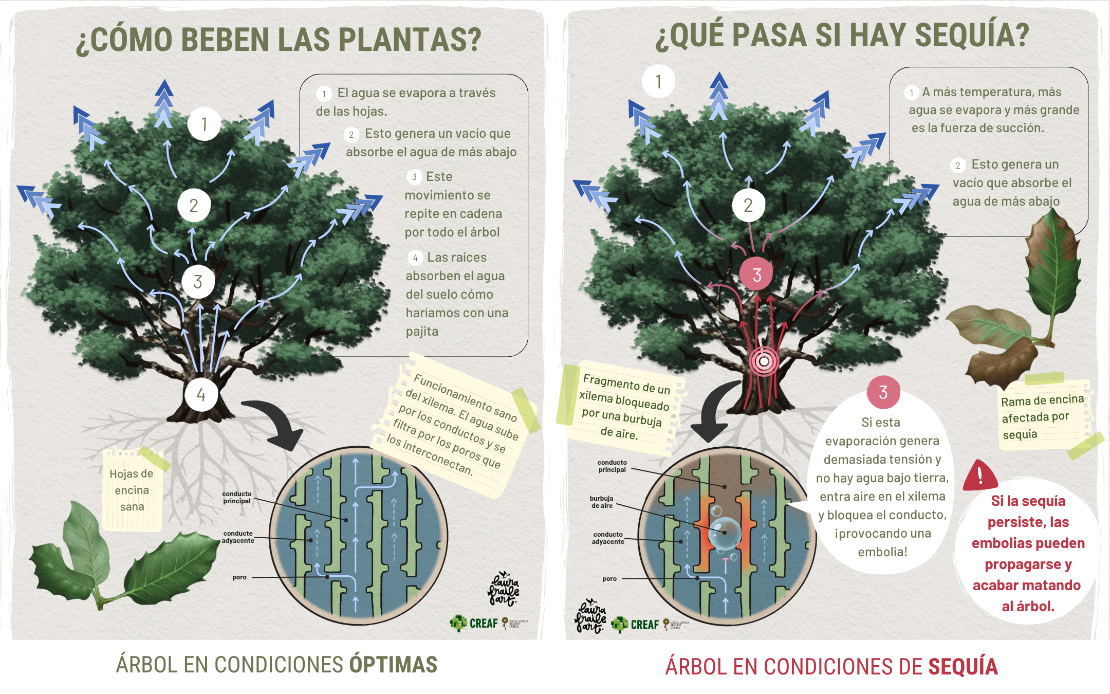 ¿Cómo beben las plantas? 