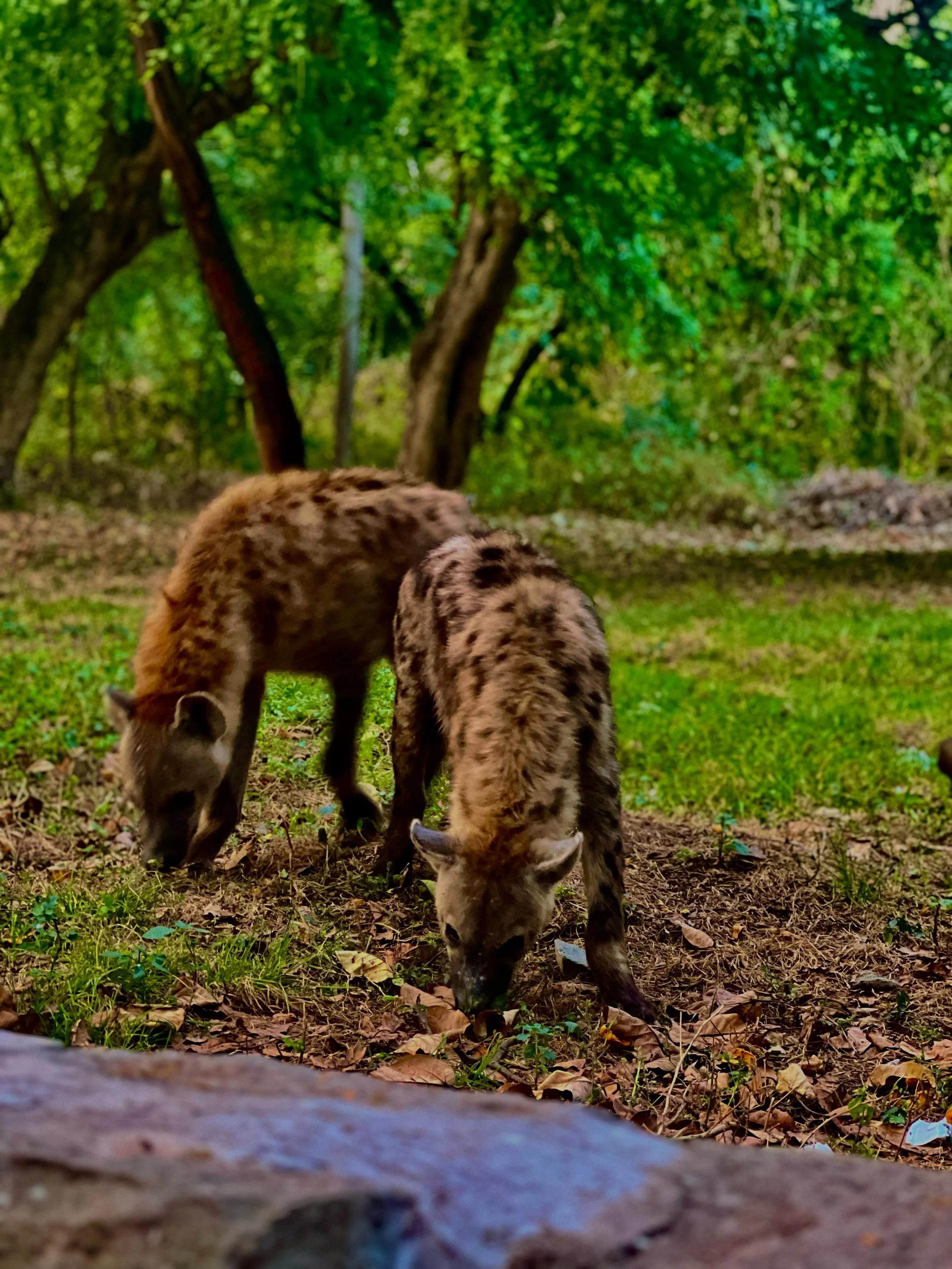 A pair of animals look for food in the grass.