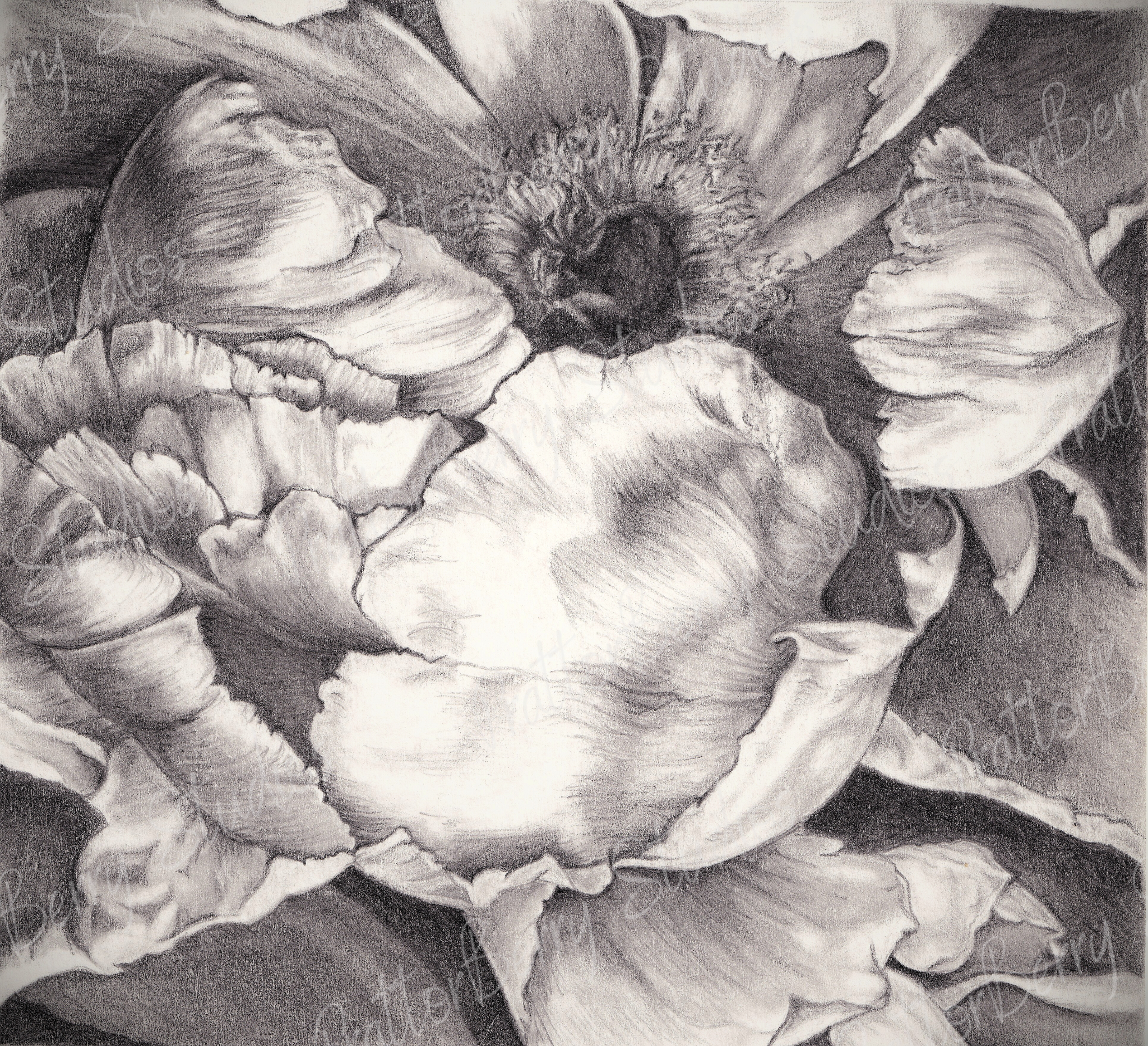 Peony JurBir Watermarked (1).png