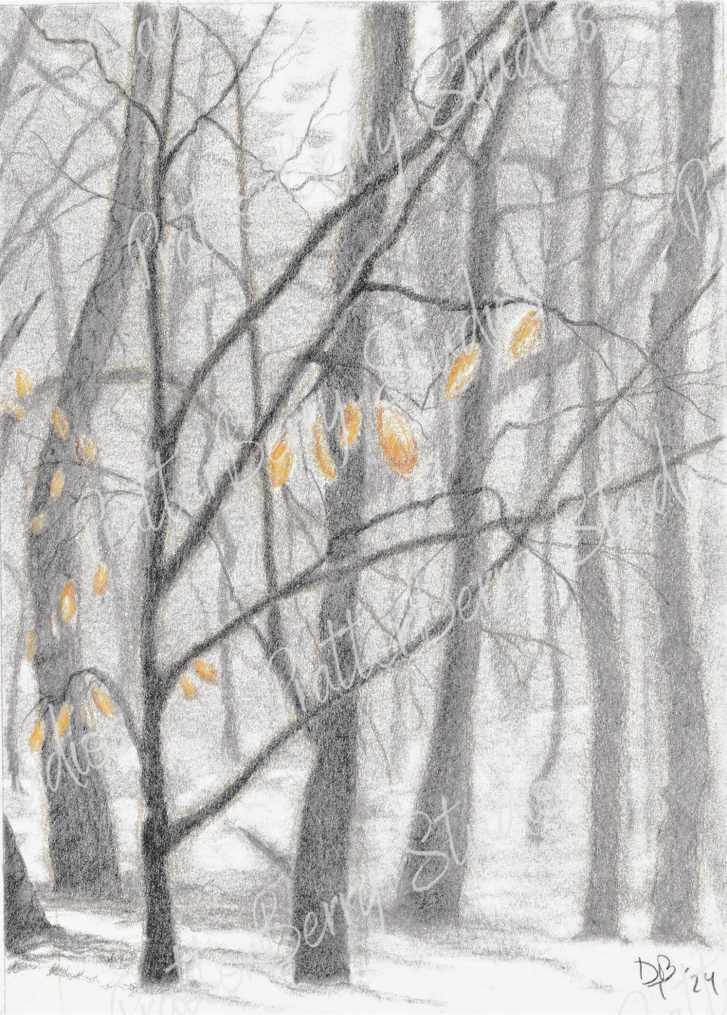 Foggy Morning Watermarked (1).png