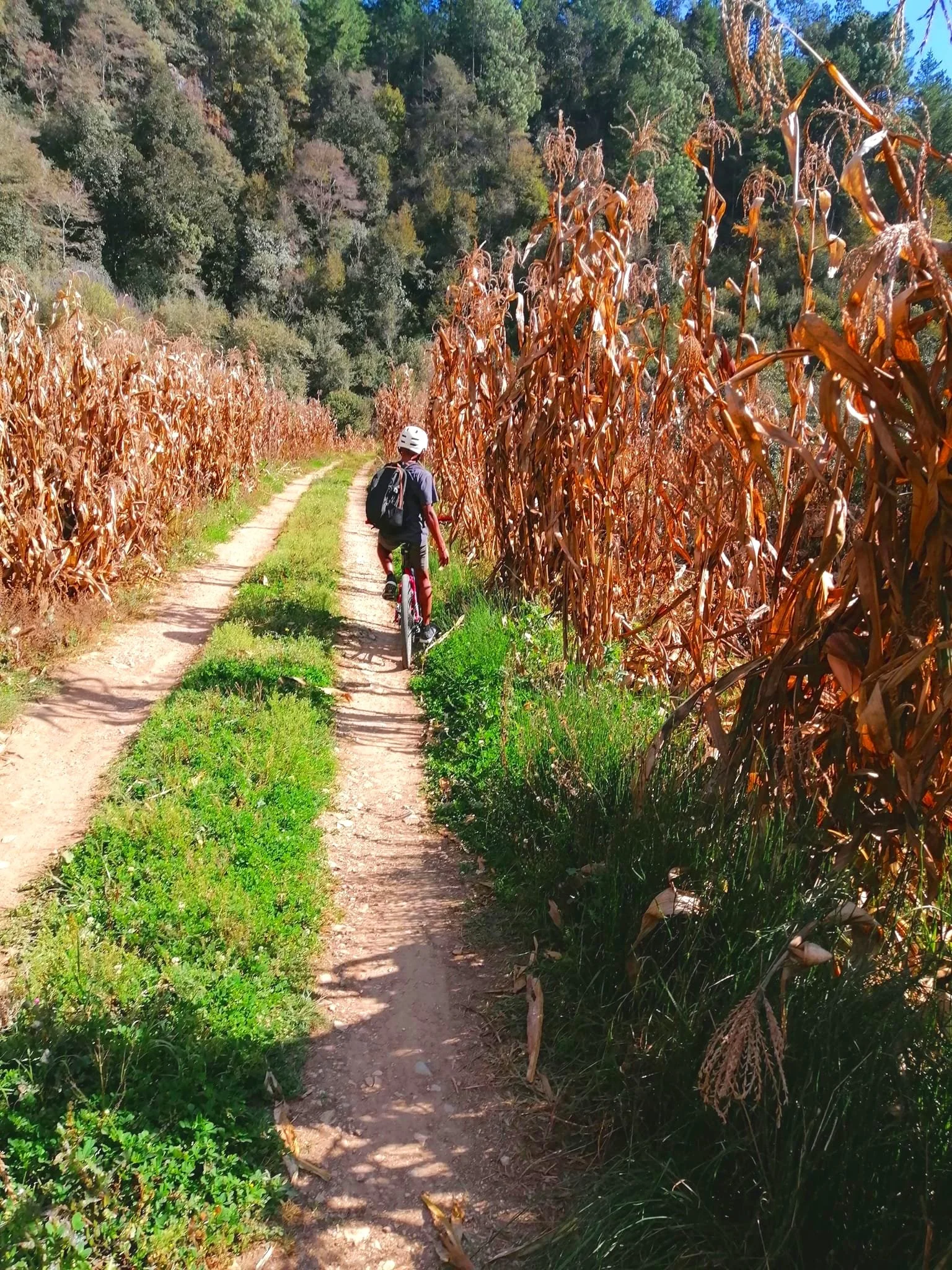 Person biking on a dirt path between tall dry corn plants and green foliage, surrounded by trees.