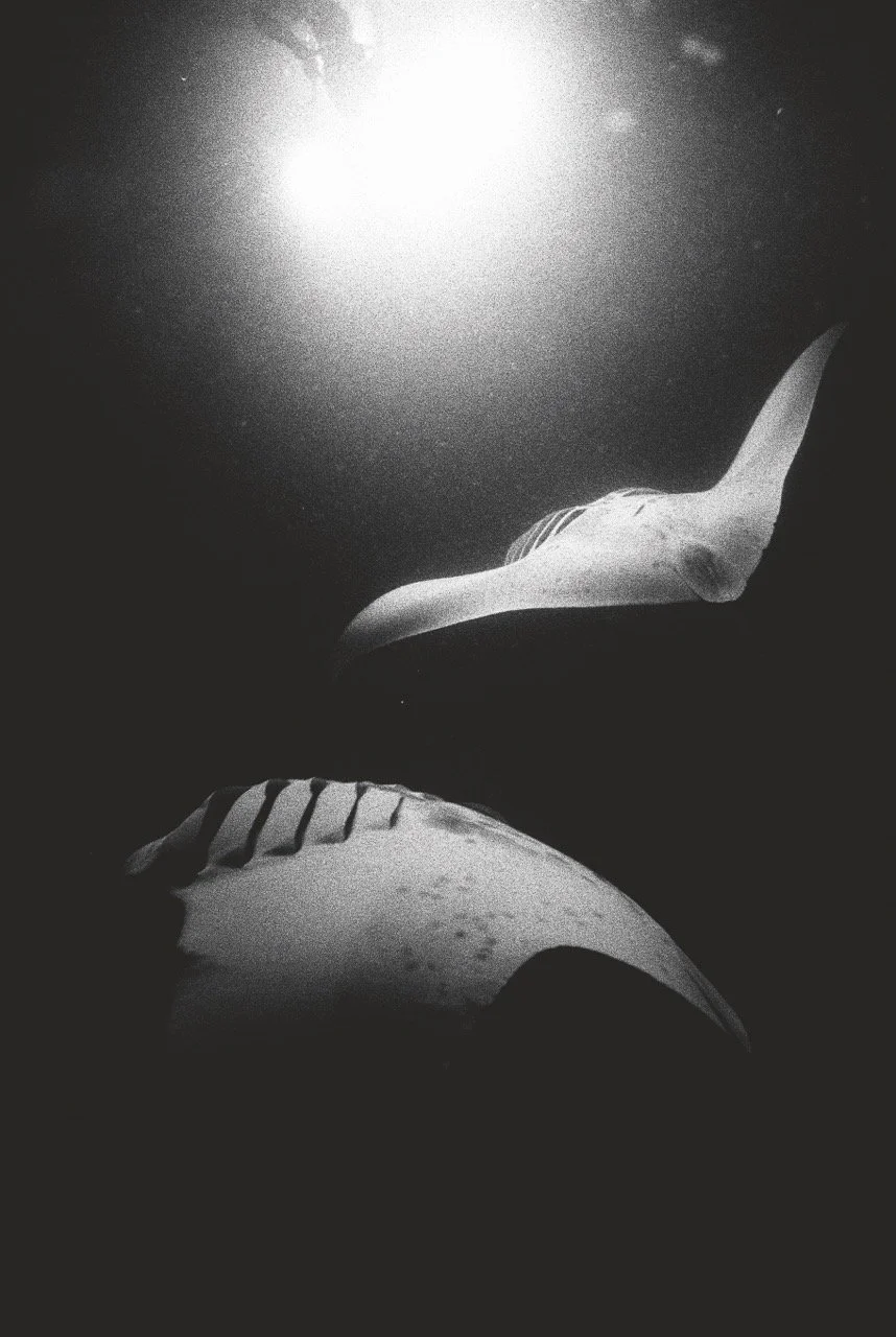 Katharine_06_pamplemousse_finals-7 Large.jpeg