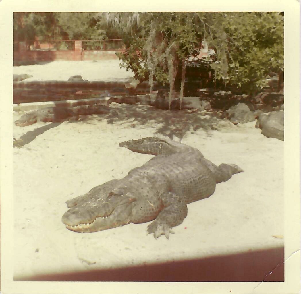 gator.JPG