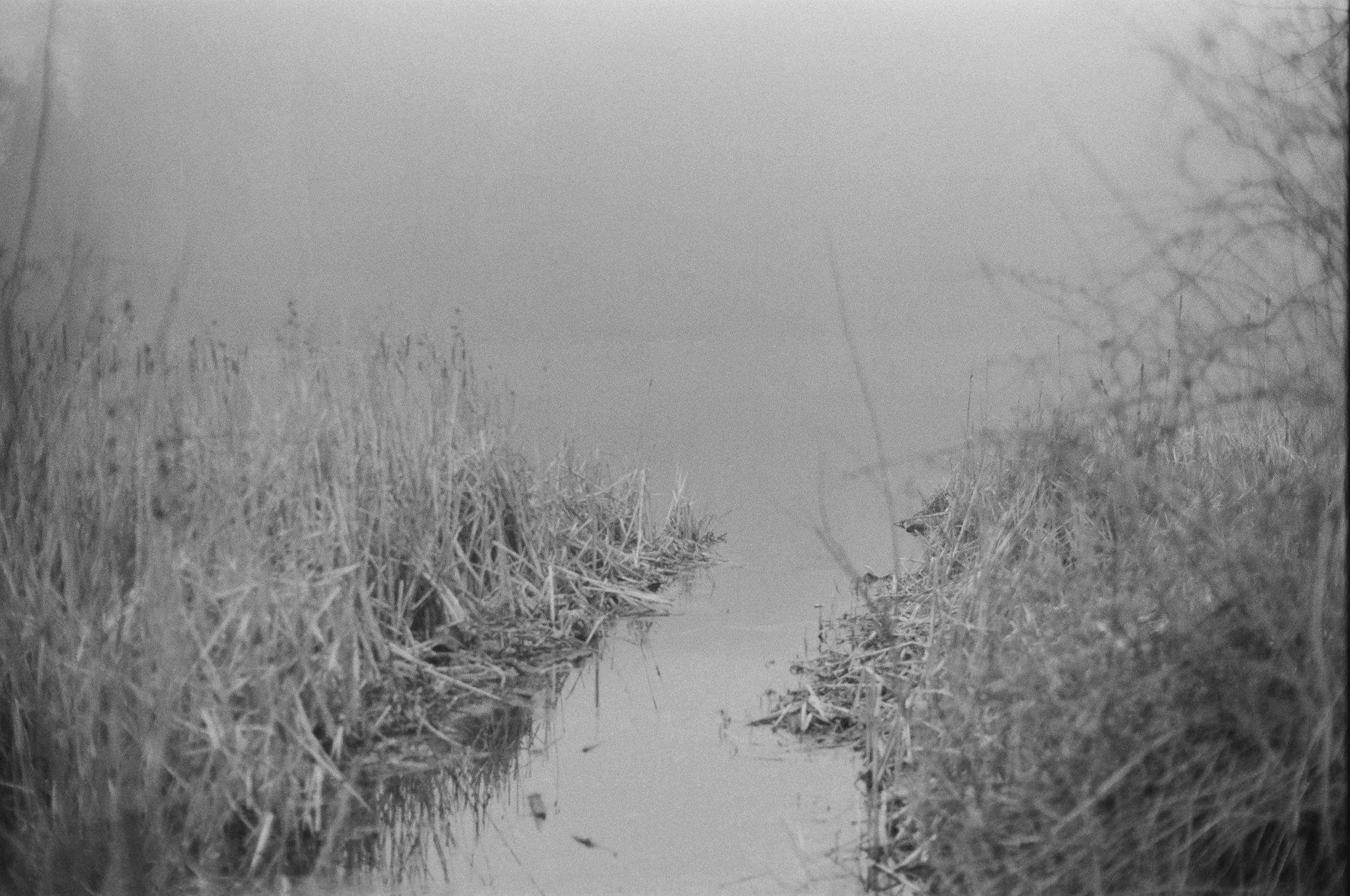 Fog Over Reeds.jpg