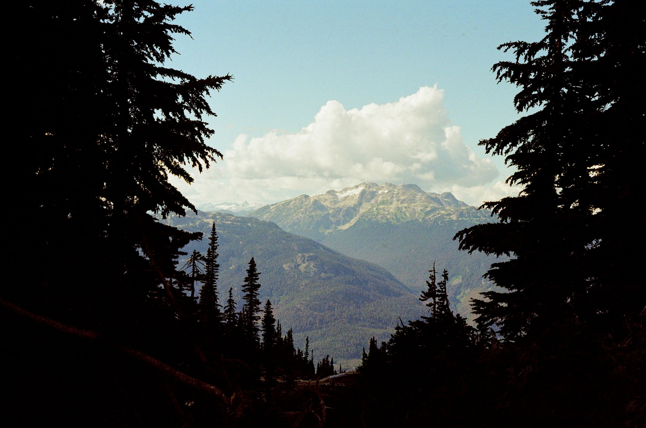 AngelDeJesusHuerta06TreeLine (2).jpg