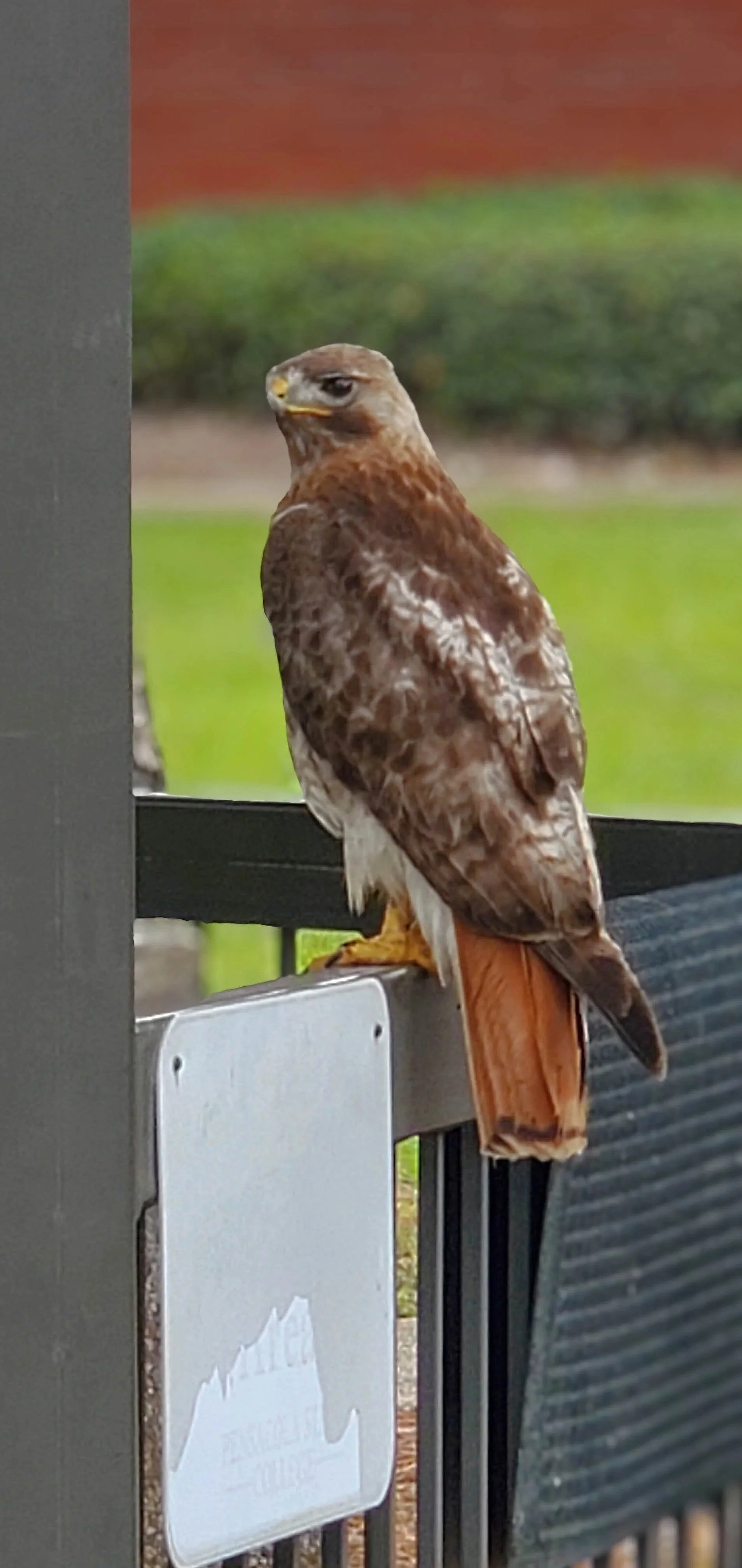 Hawk