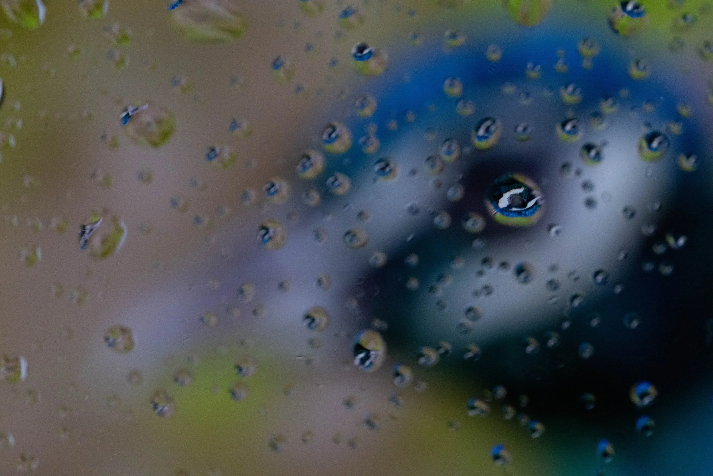 Peacock and Water Drops - Squarespace.jpg