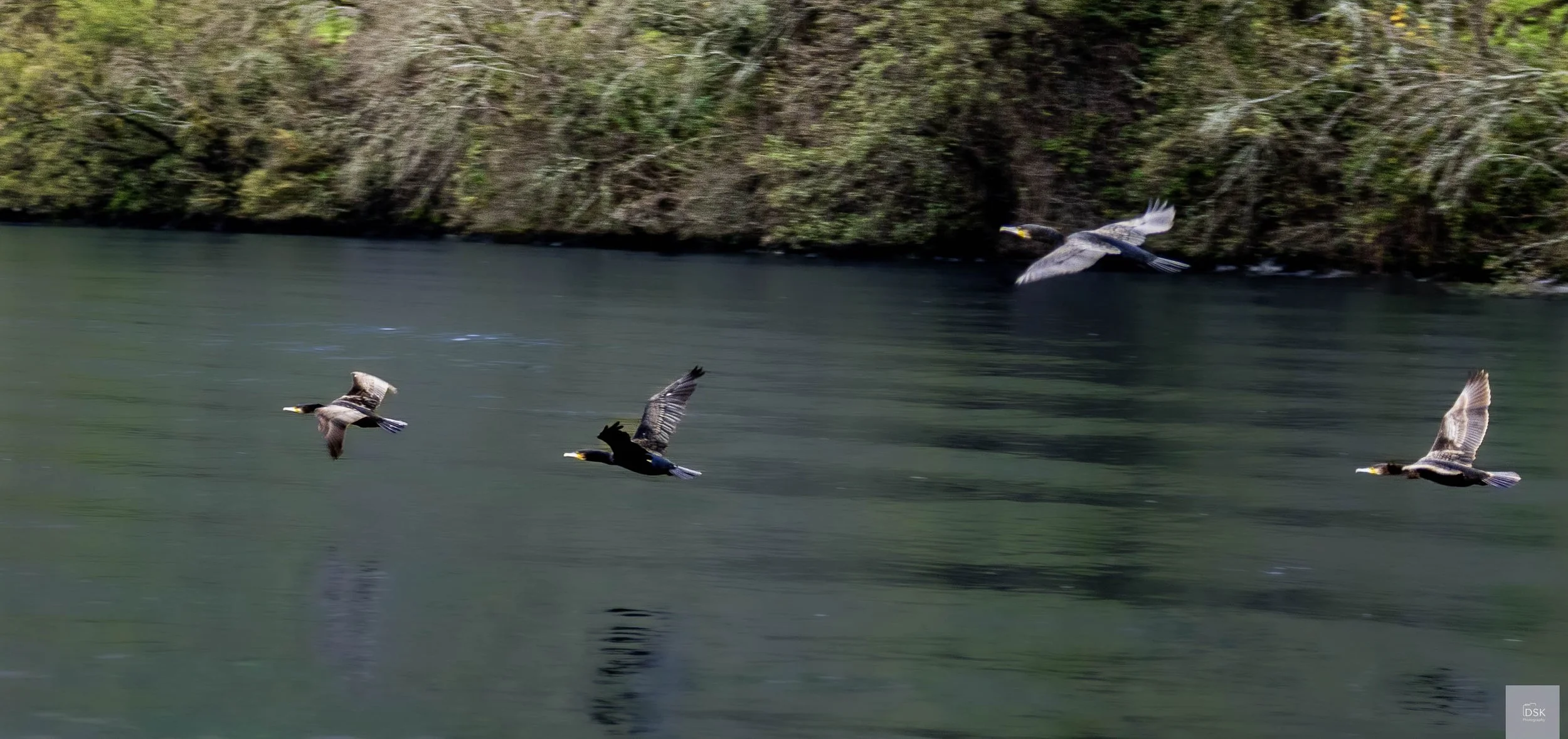 
Great Cormorant - Douro River Valley -  Portugal