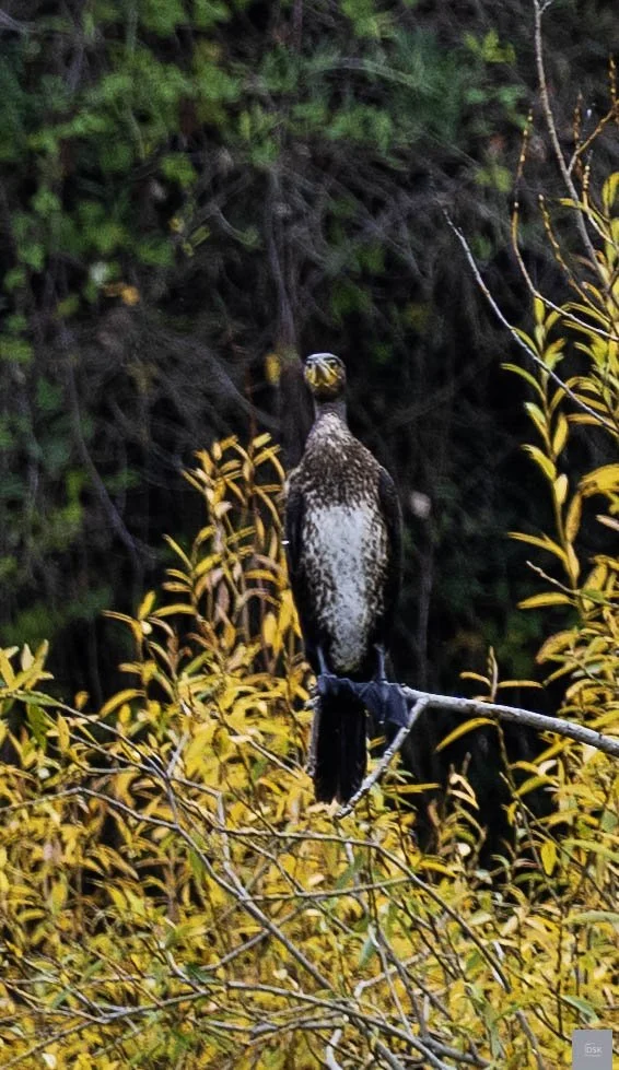 Great Cormorant - Douro River Valley -  Portugal