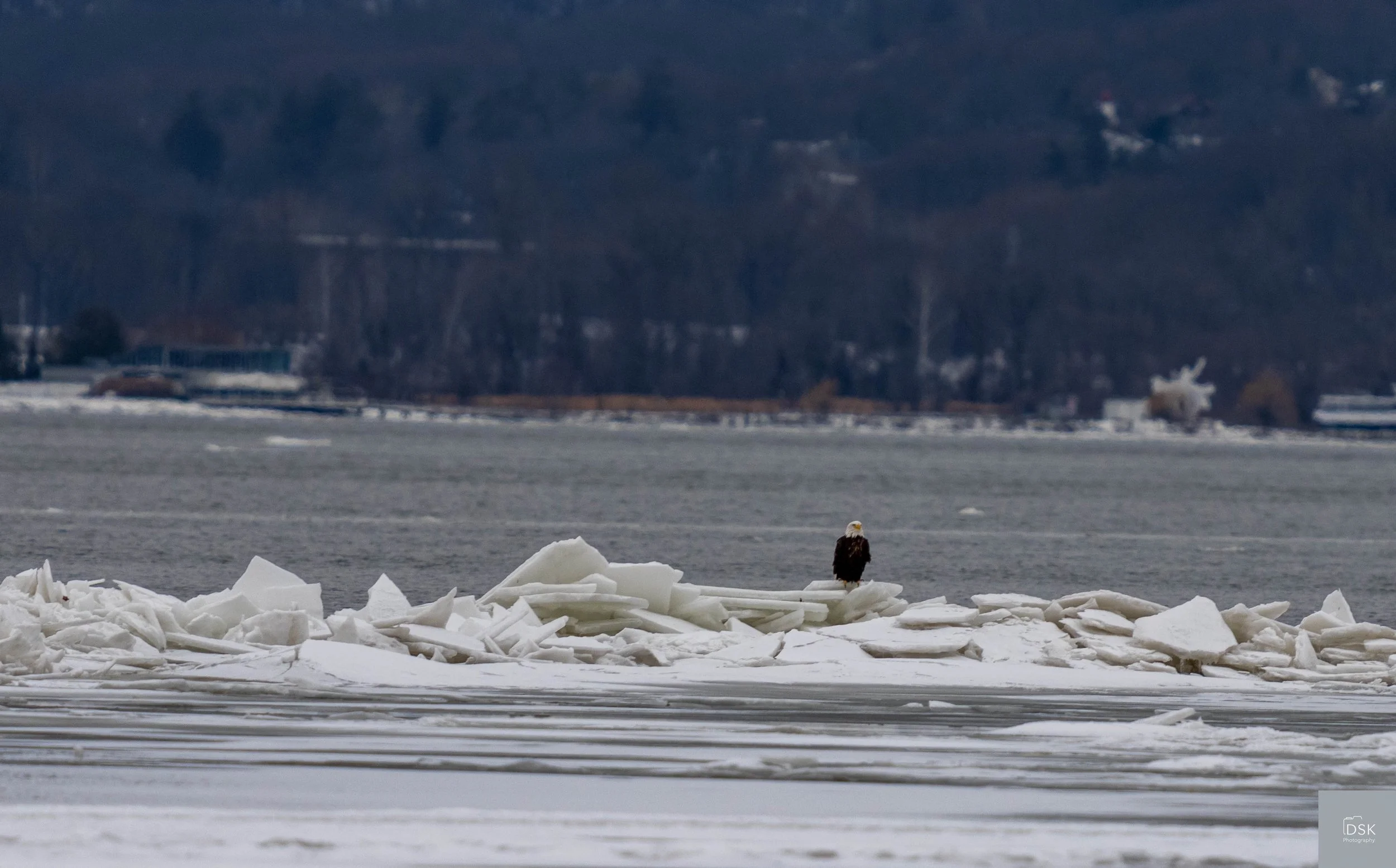 Eagles and Merganser Ducks Croton on the Hudson