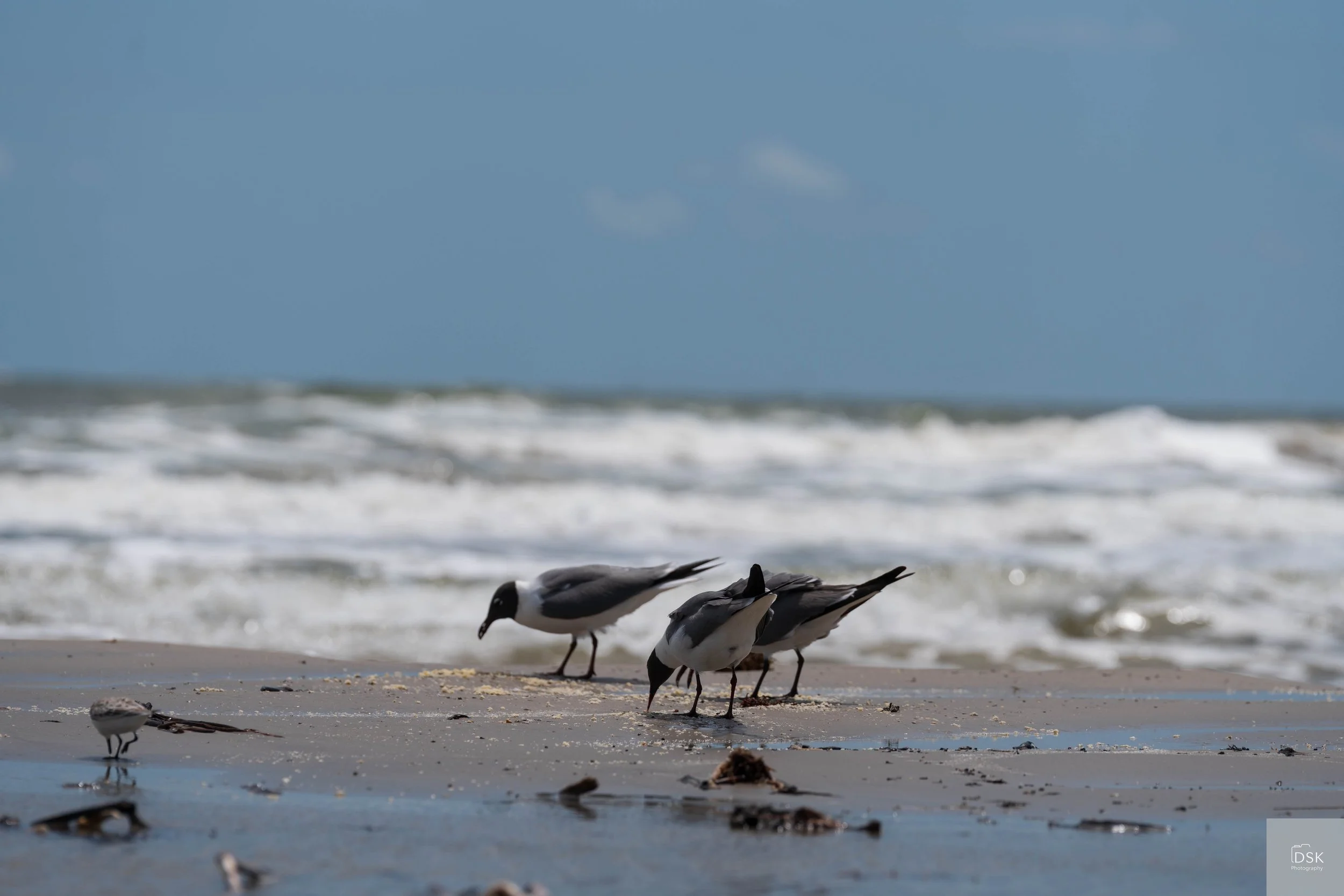 Sanderling