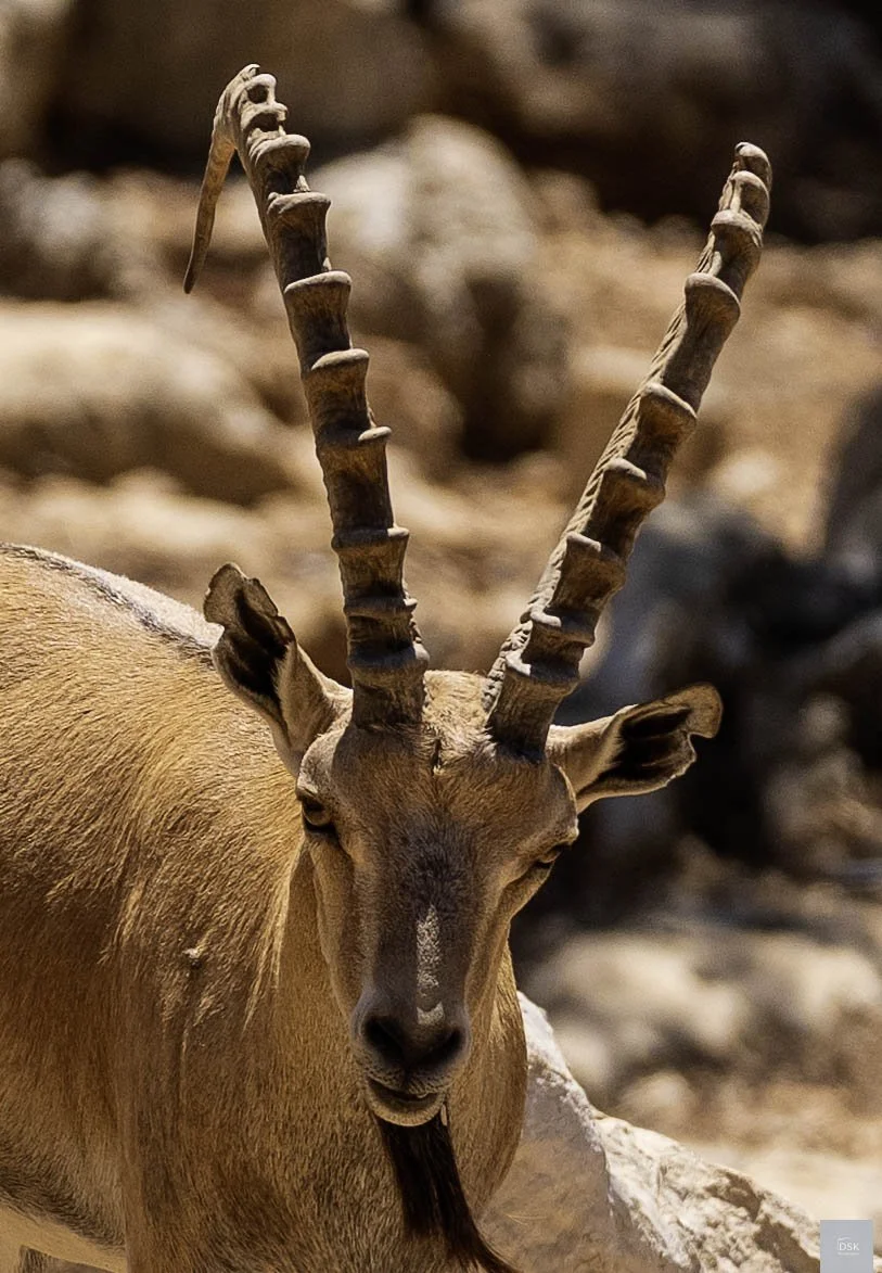 Biblical Zoo (Gan Hayot)