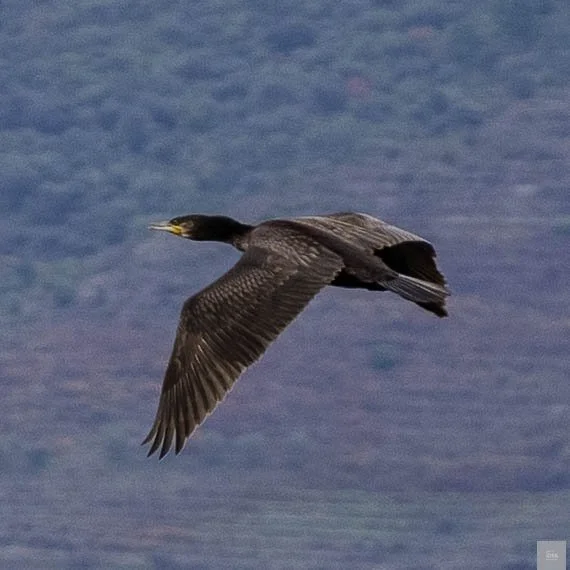 Great Cormorant - Douro River Valley -  Portugal