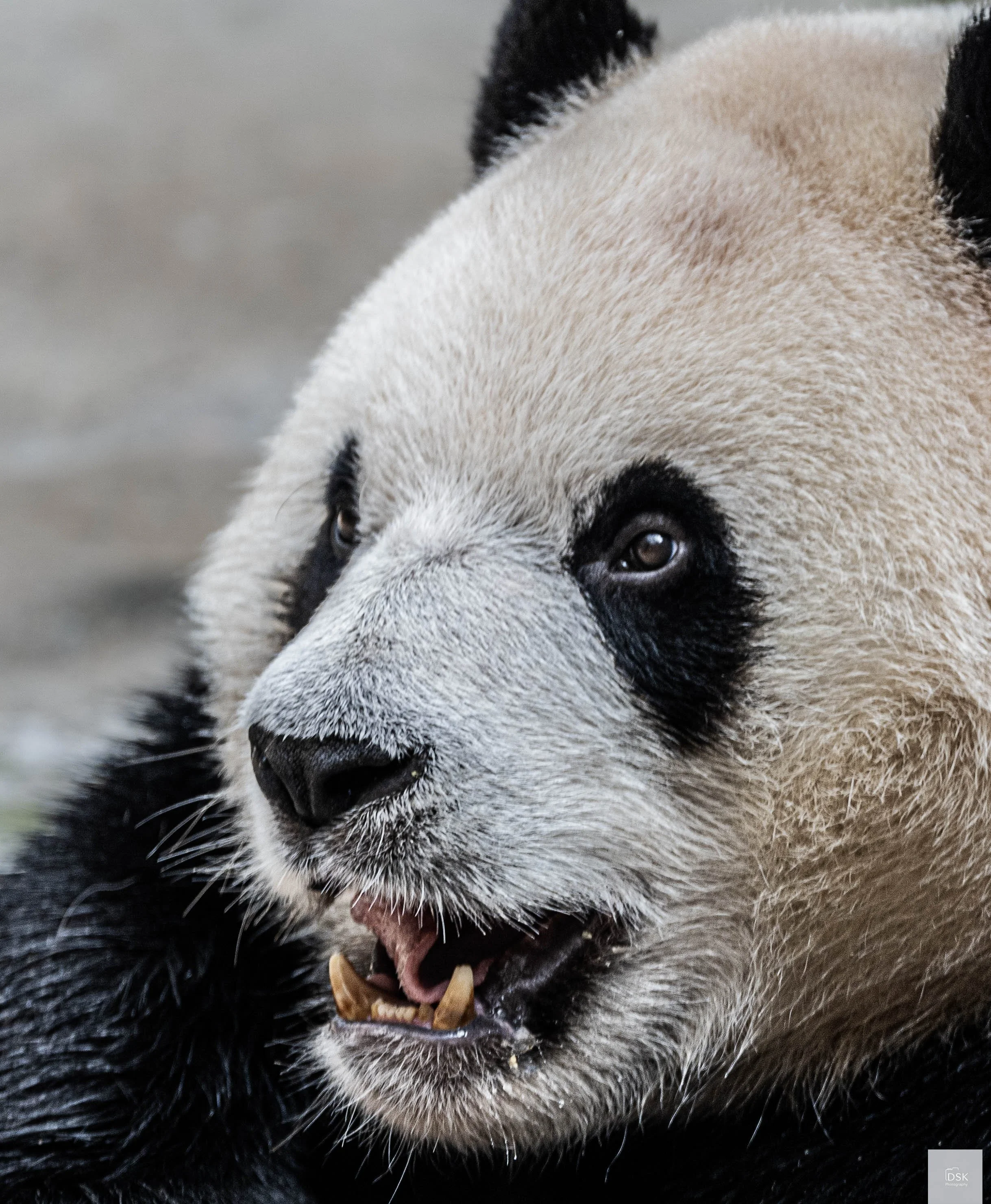 Pandas at Breakfast 