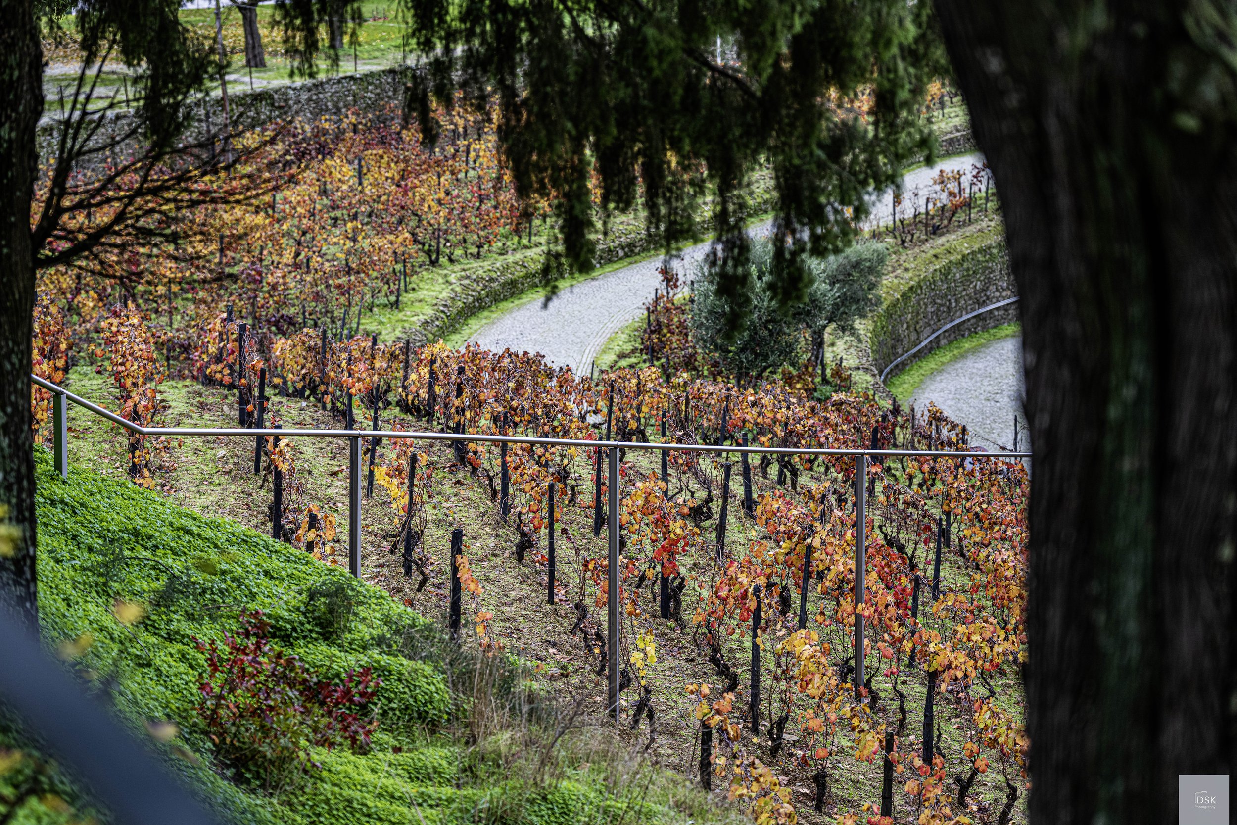 Vineyard - Douro River Valley - Wine Country - Portugal
