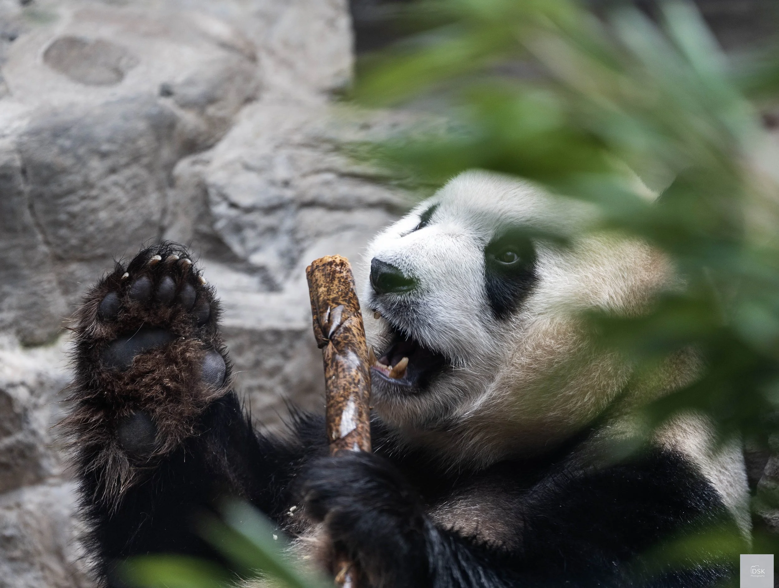 Panda Snacking (Bamboo)