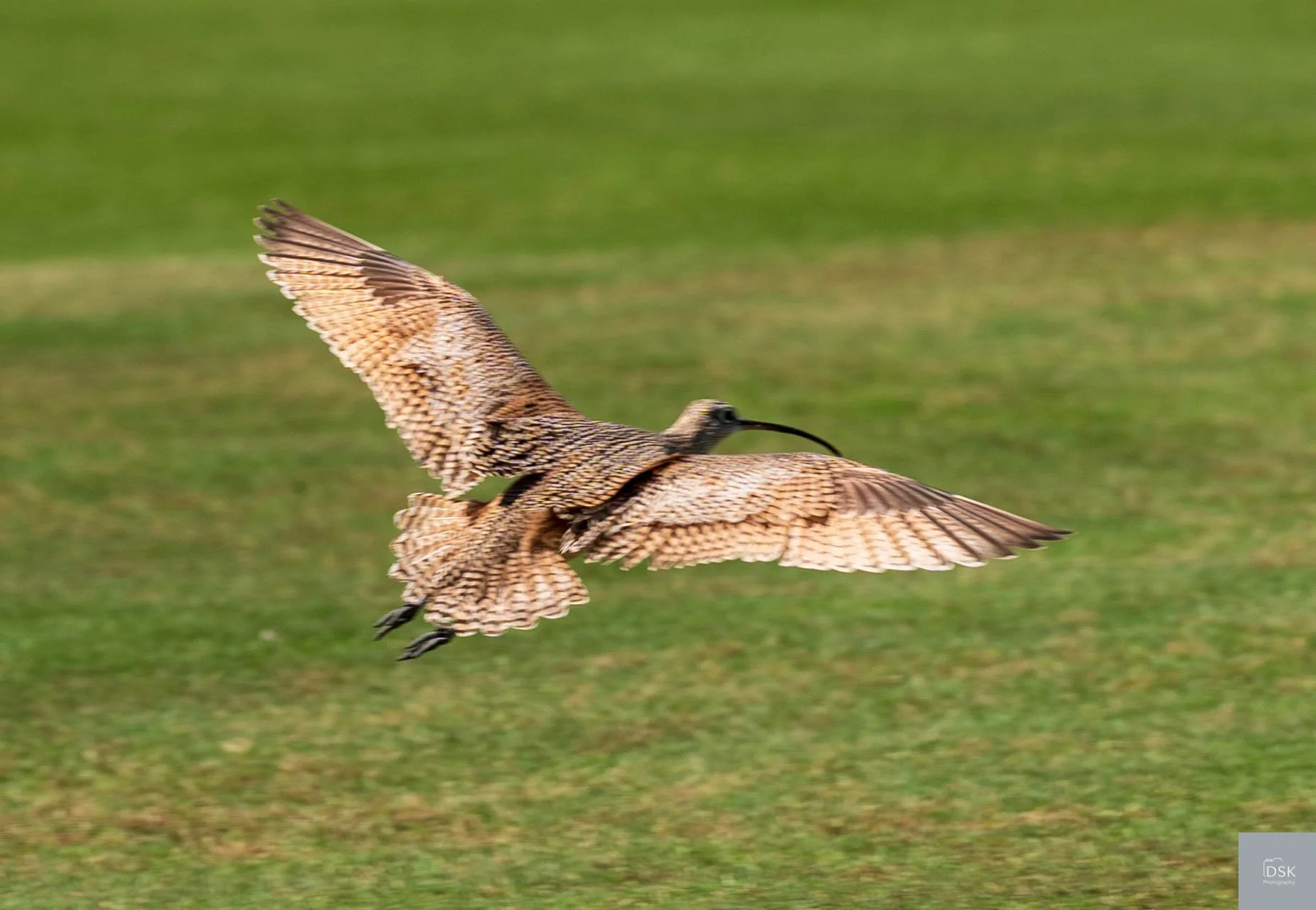 Long Billed Curlew