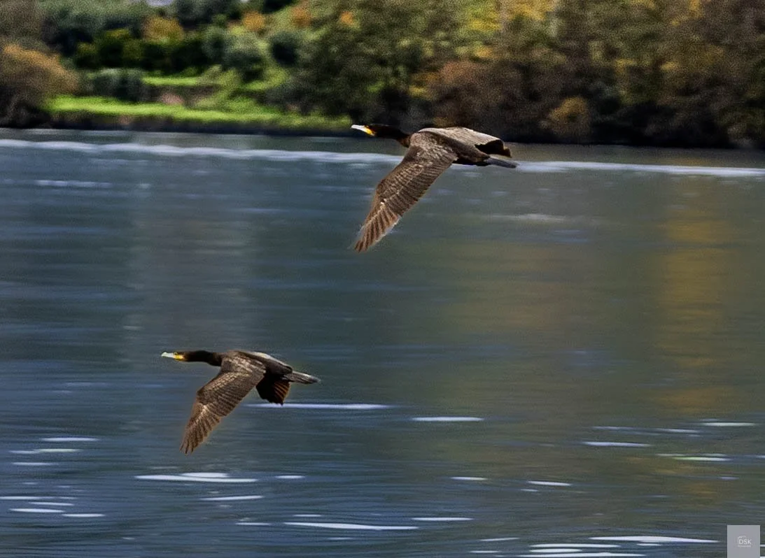 Great Cormorant - Douro River Valley -  Portugal