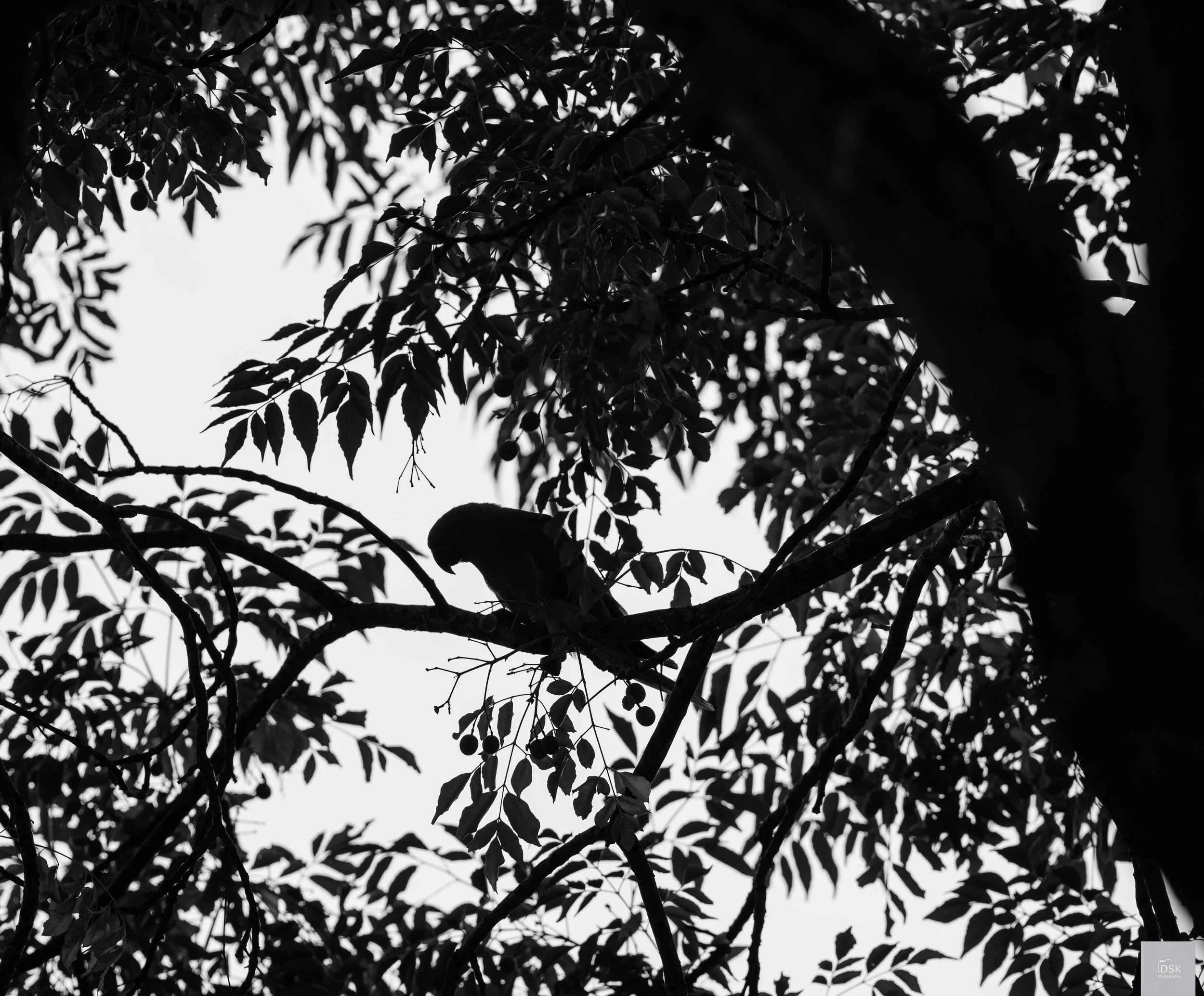 Parakeets