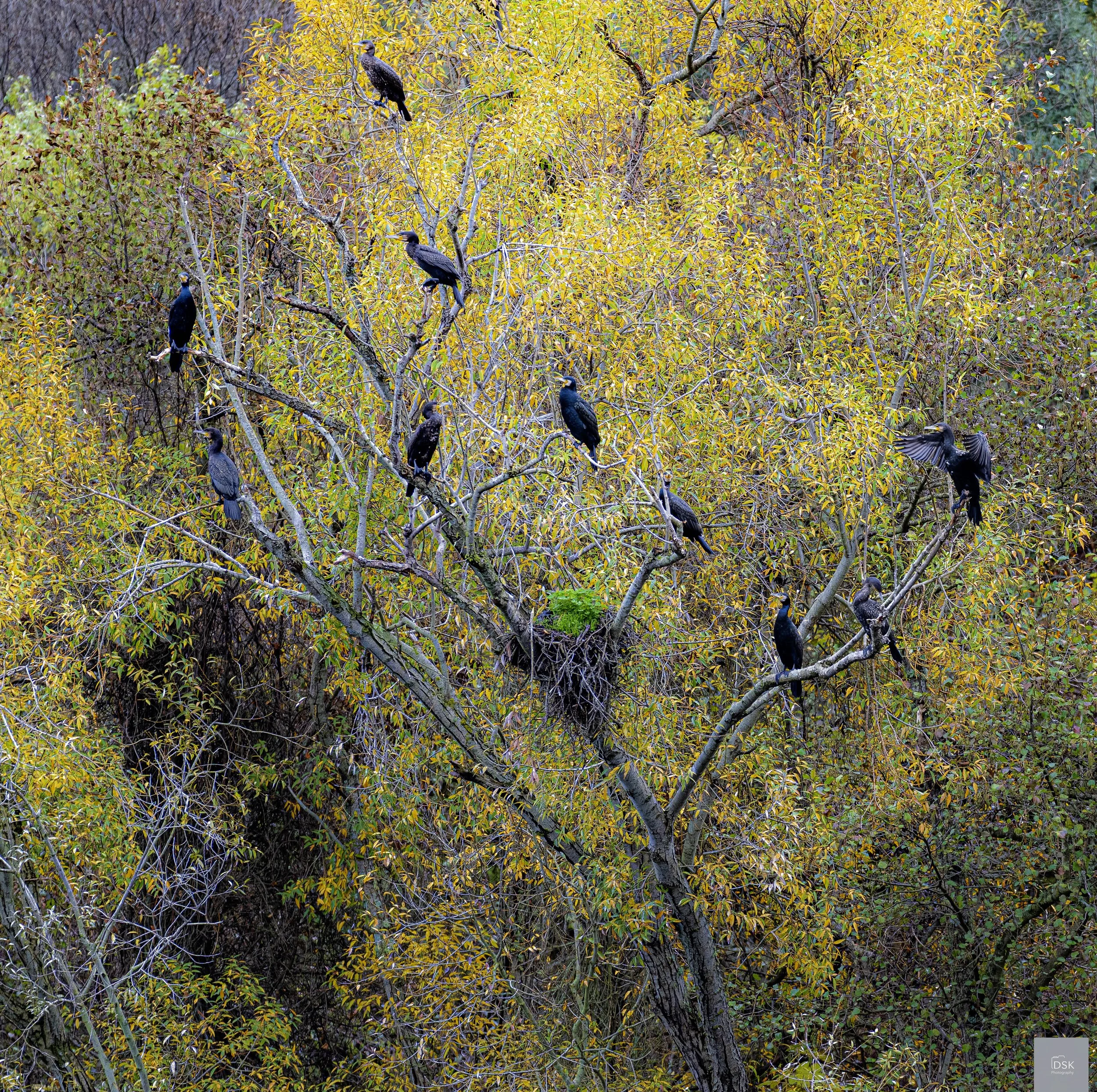 Great Cormorant - Douro River Valley -  Portugal
